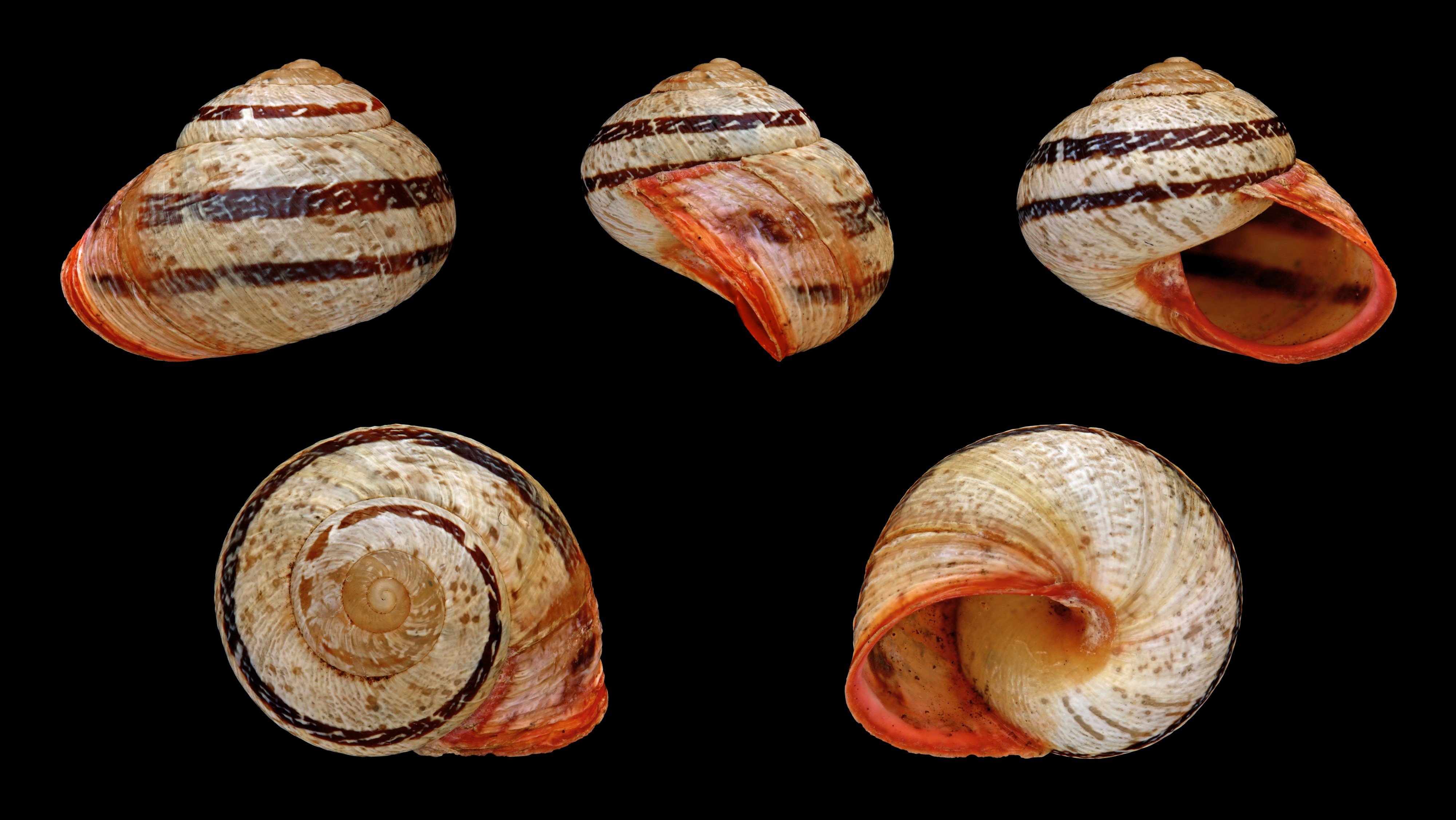 Leptaxis erubescens 01
