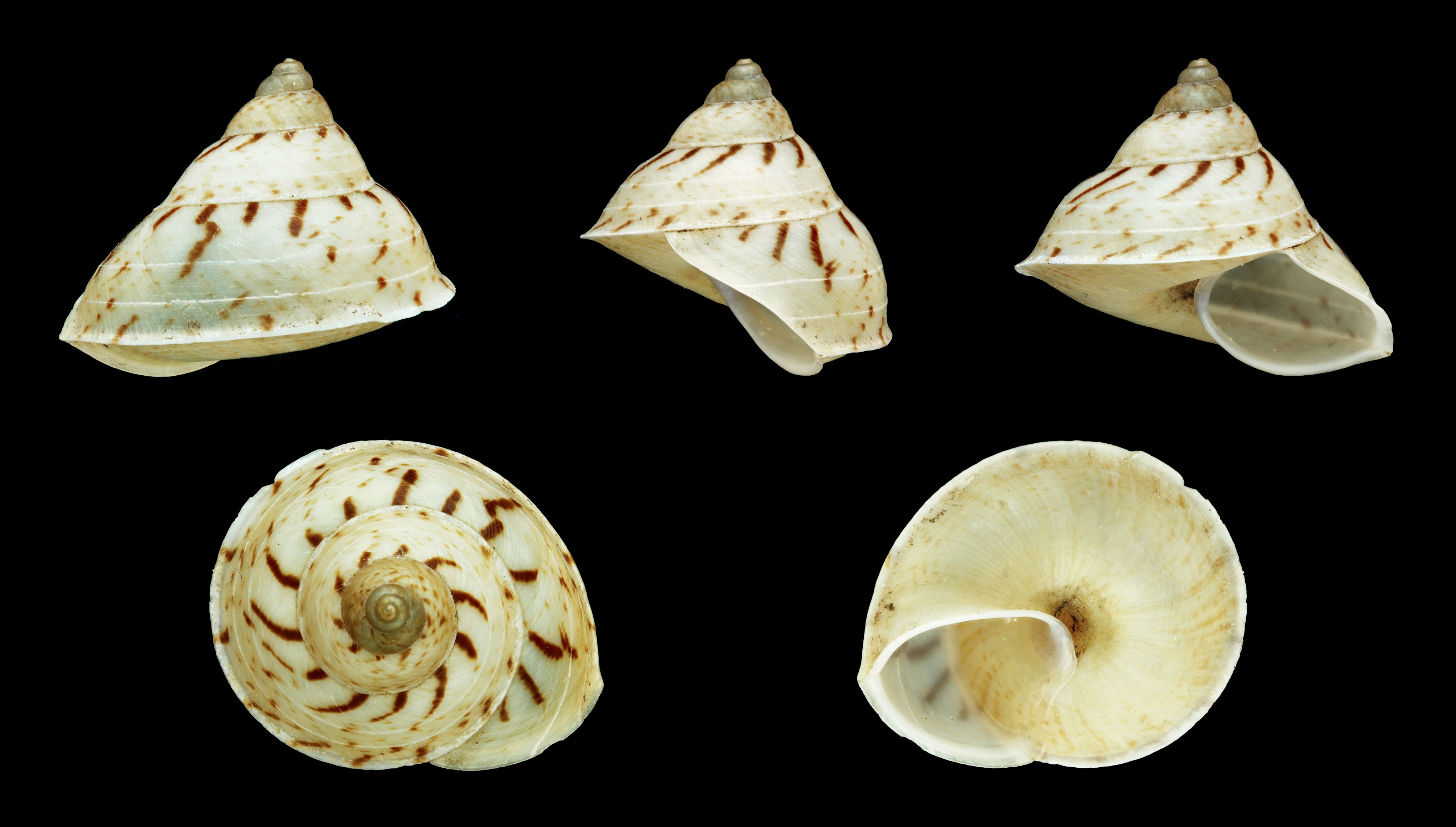 Leptopoma helicoides 01