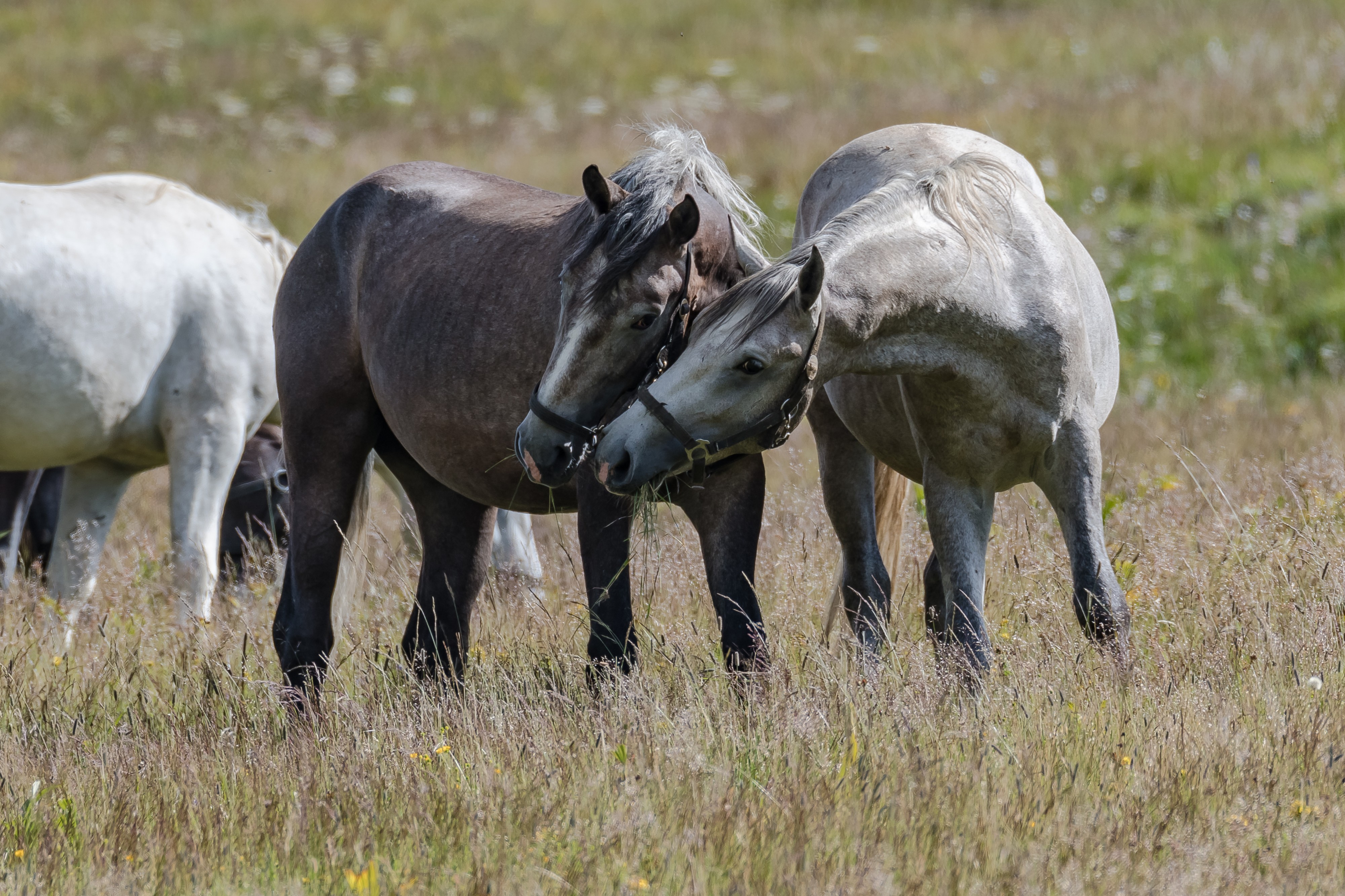 Lipizzanerweide-2848