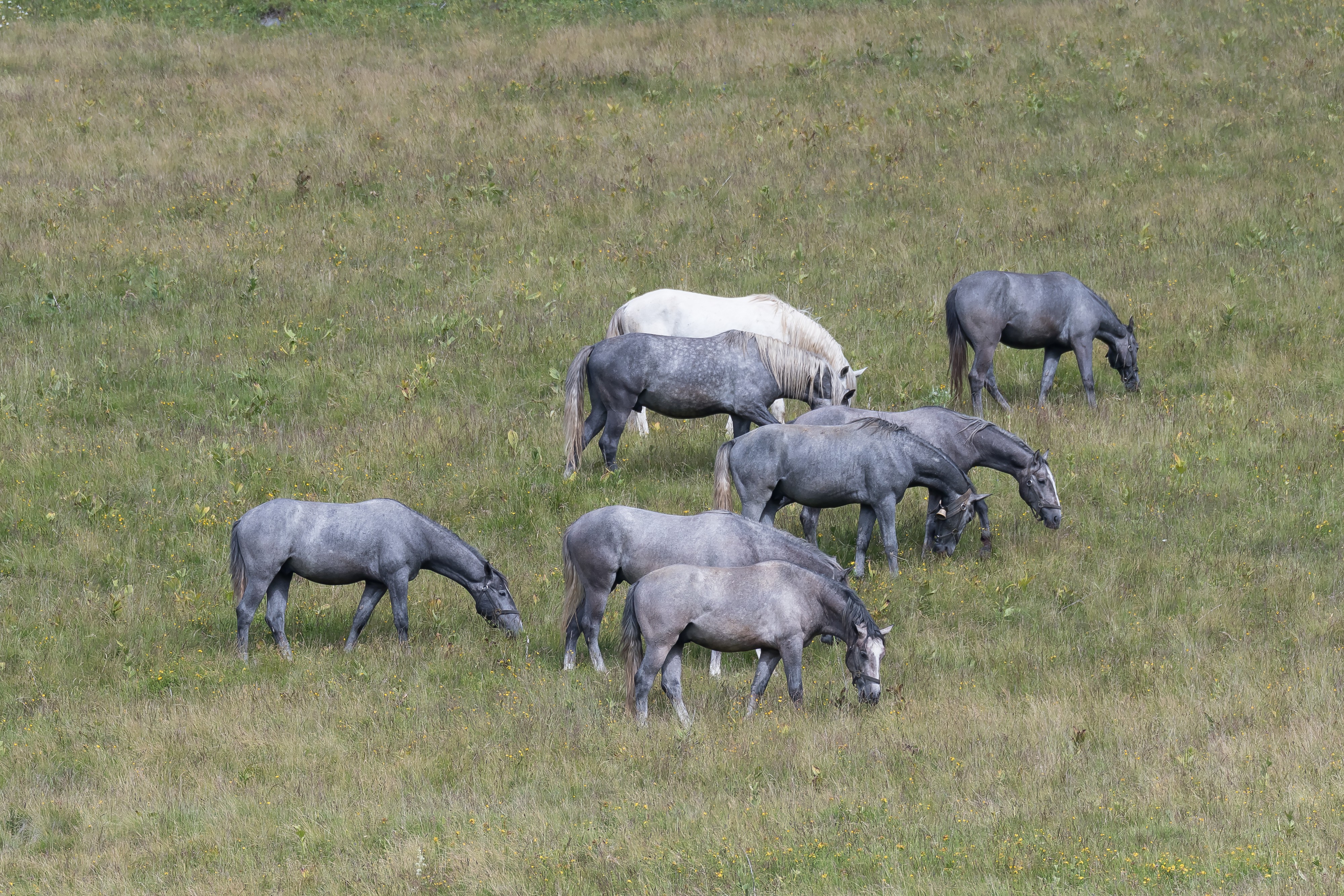 Lipizzanerweide Brandkogel-2772
