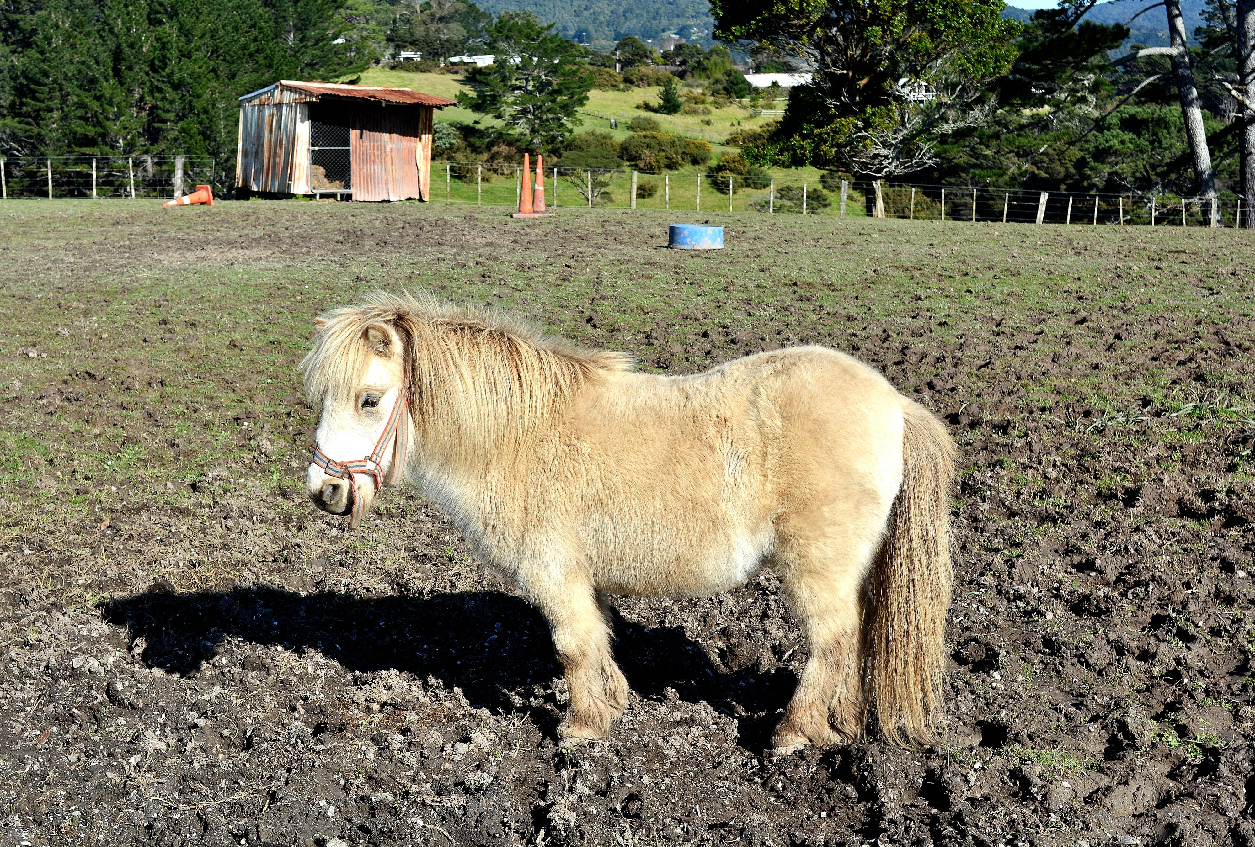 Little Horse. (18547748604)
