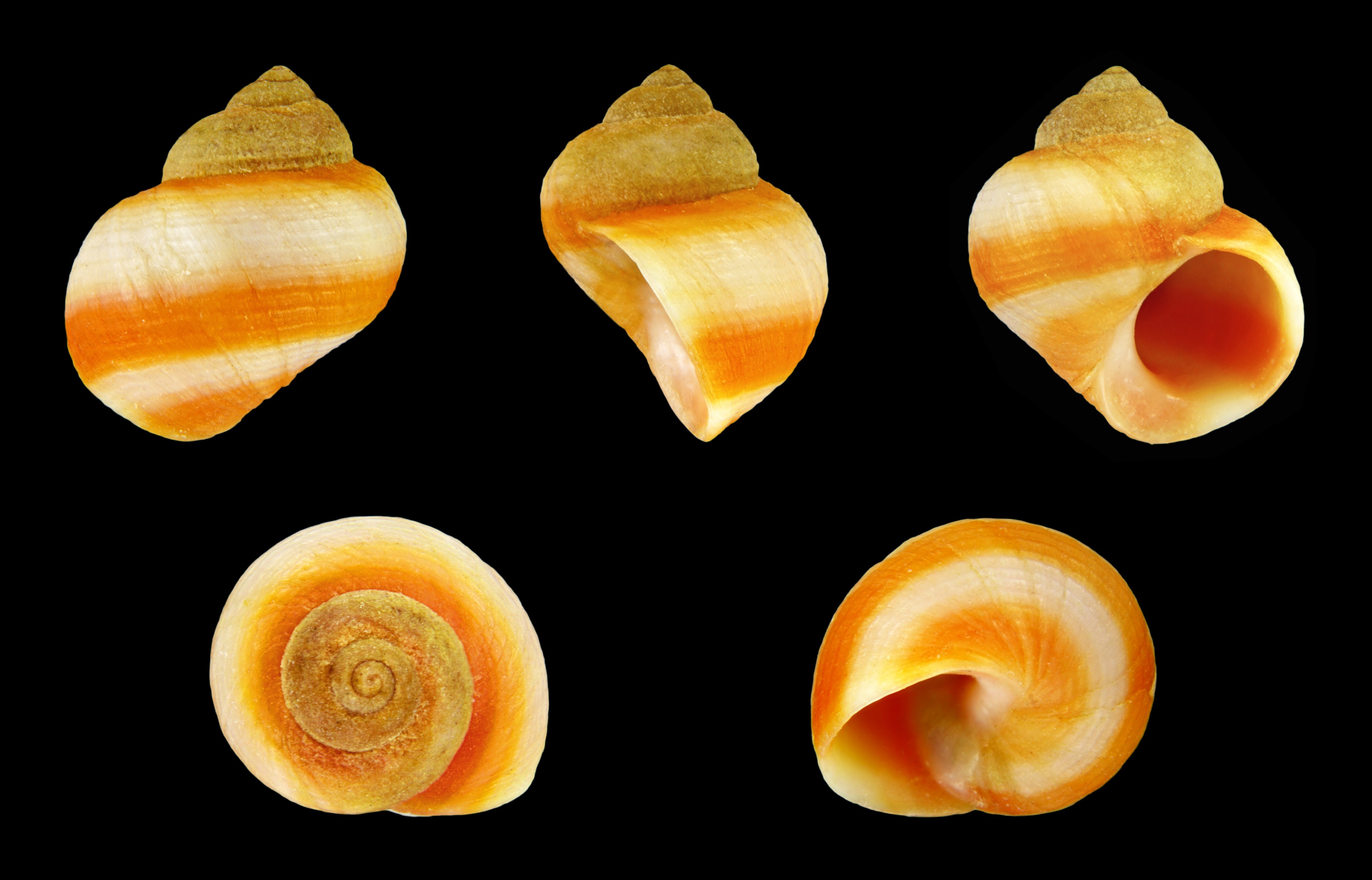 Littorina saxatilis 02