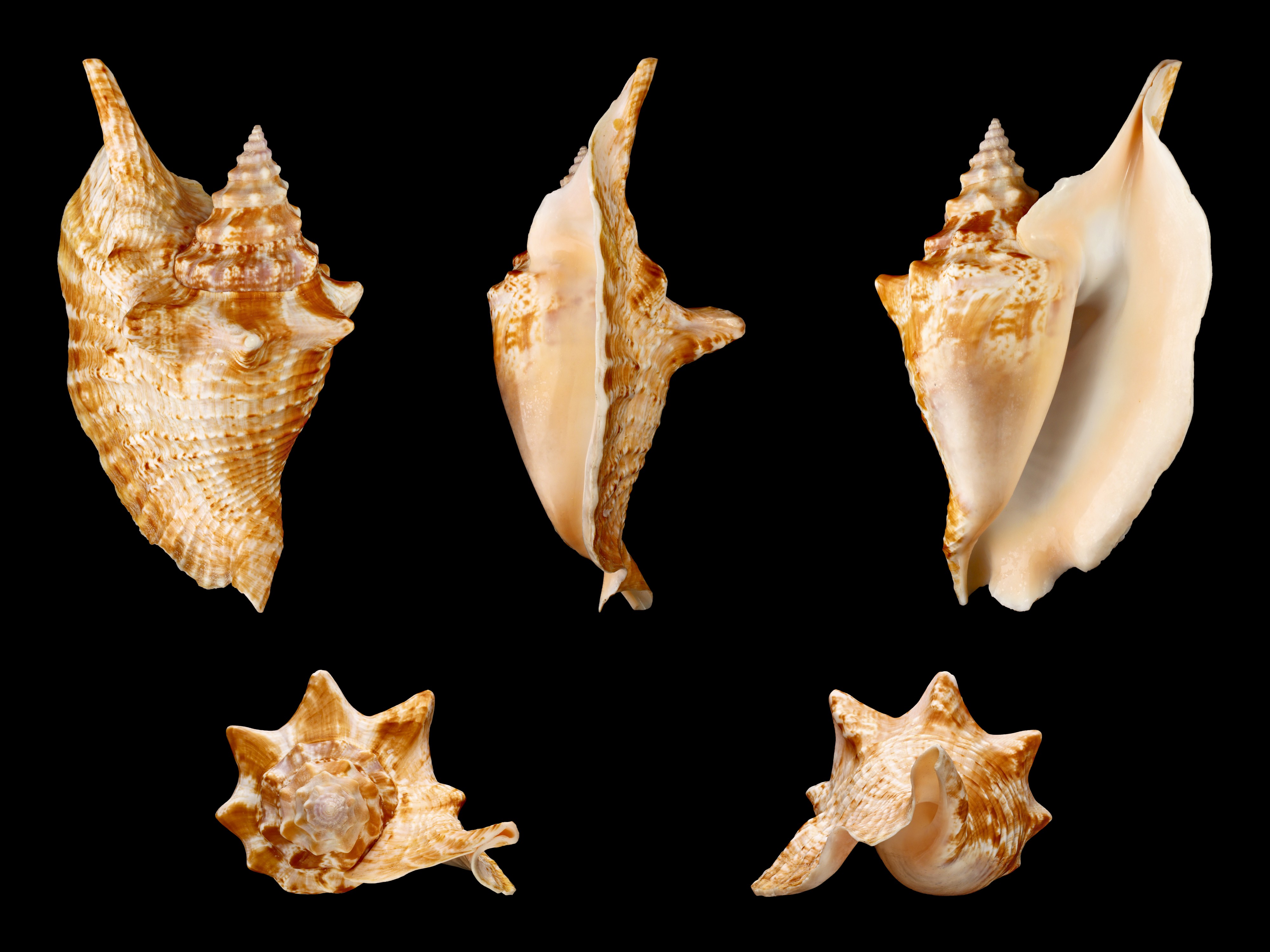 Lobatus gallus 01