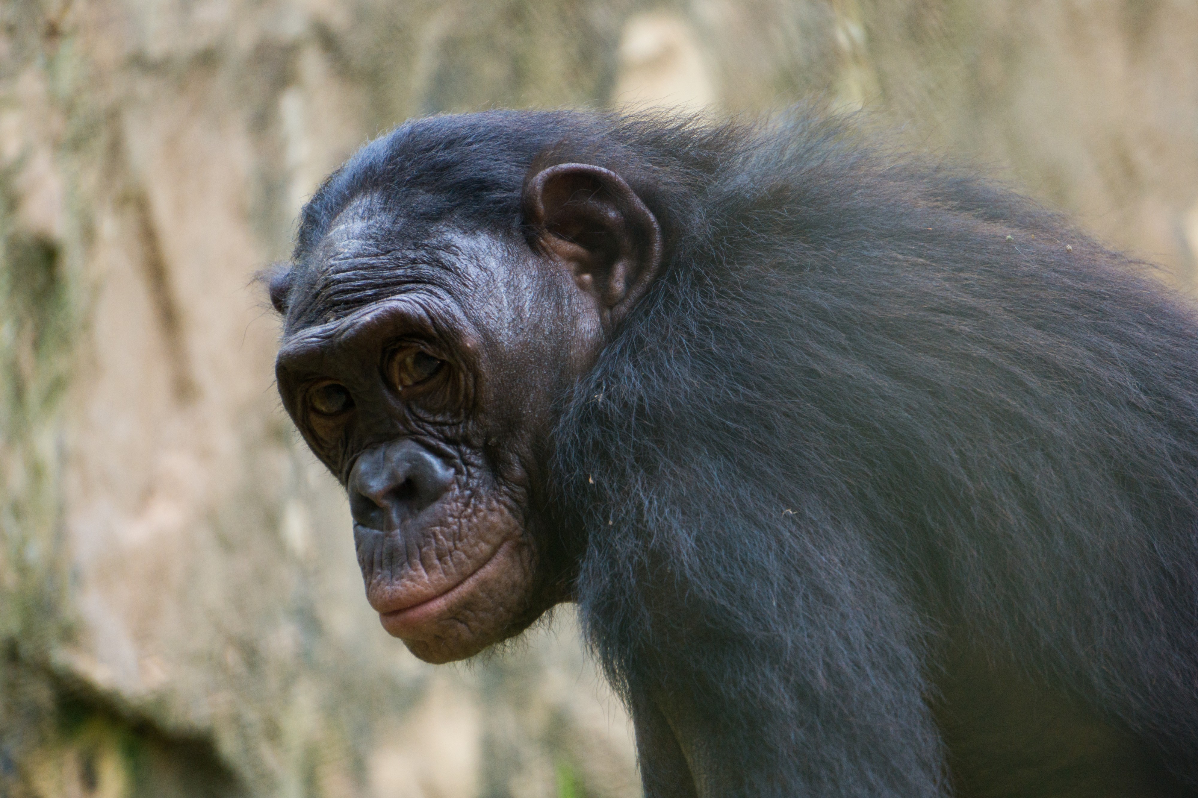 Lola ya bonobo (10)