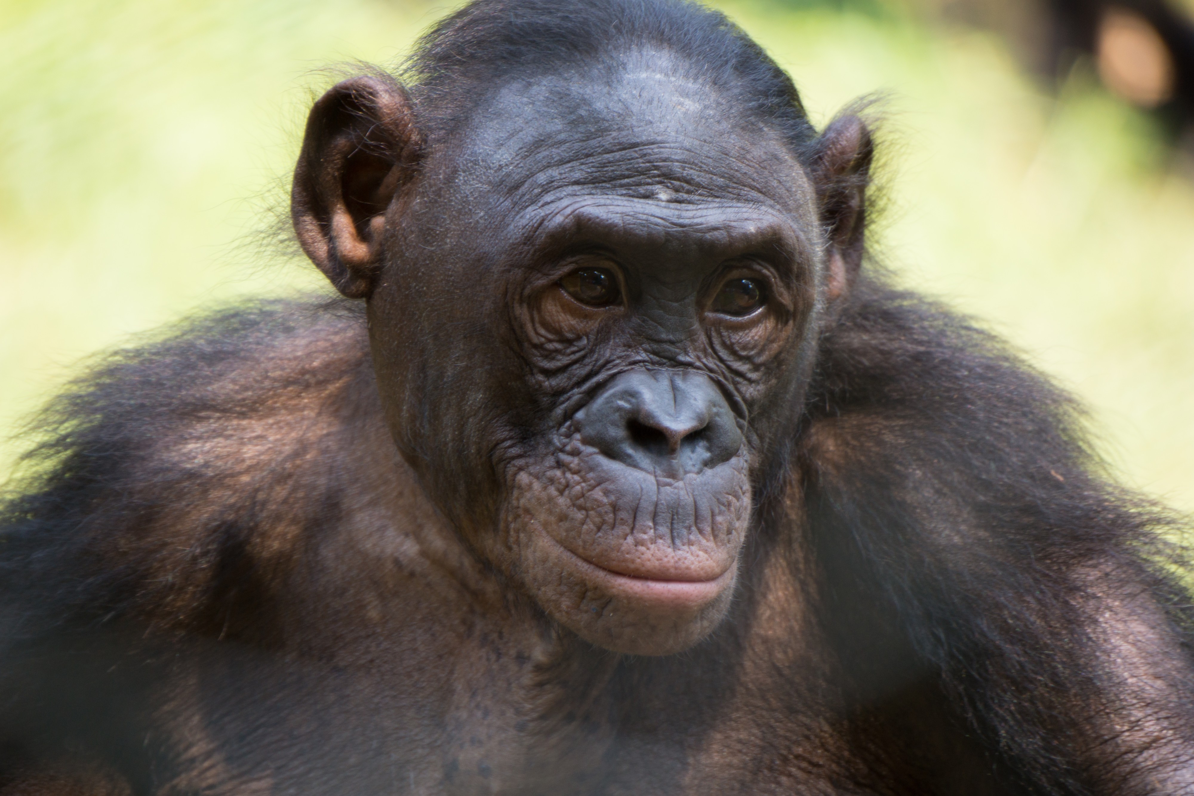 Lola ya bonobo (19)