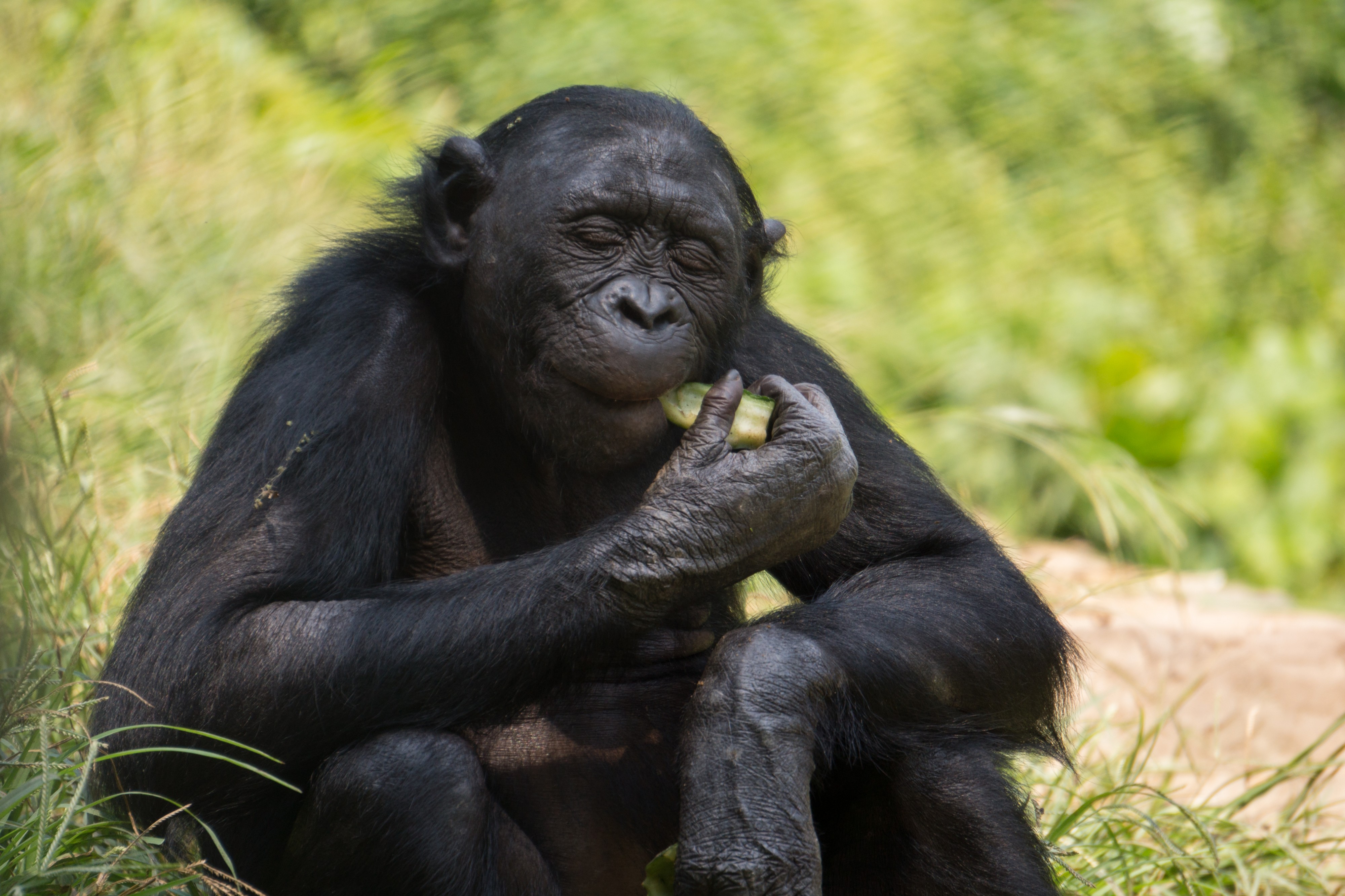 Lola ya bonobo (6)