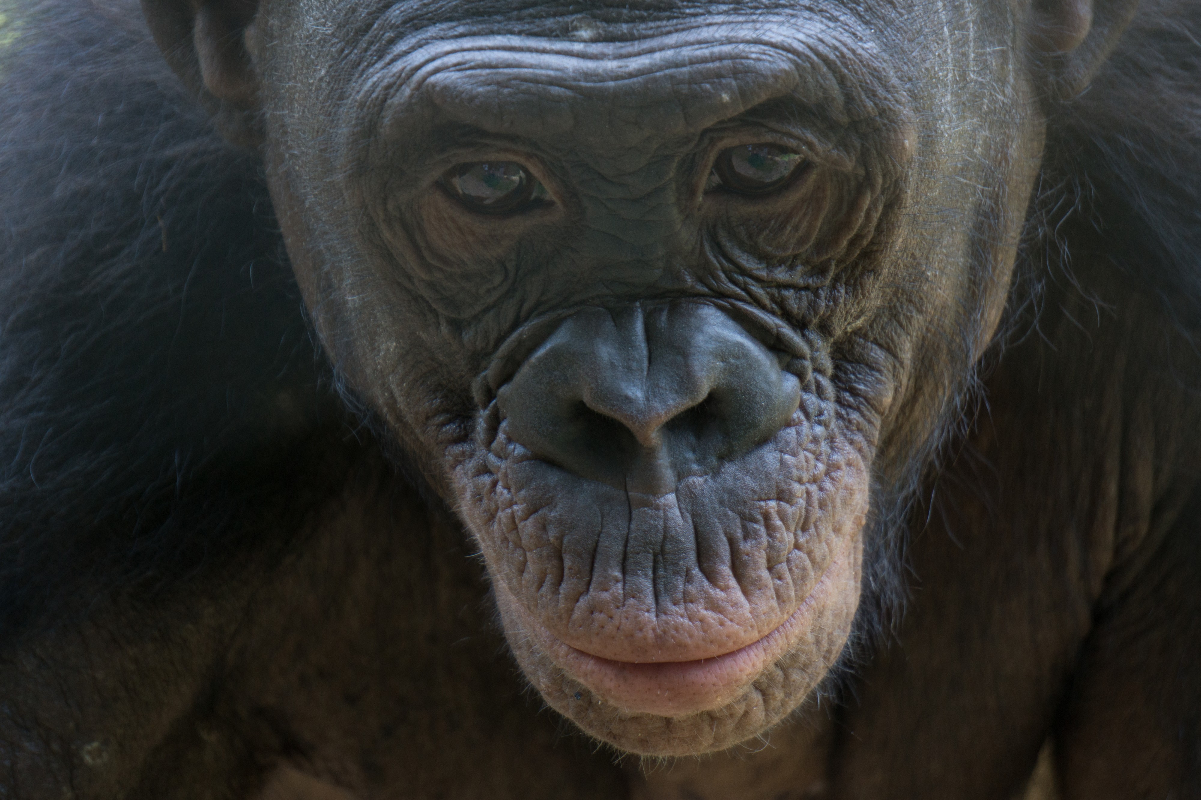 Lola ya bonobo (7)