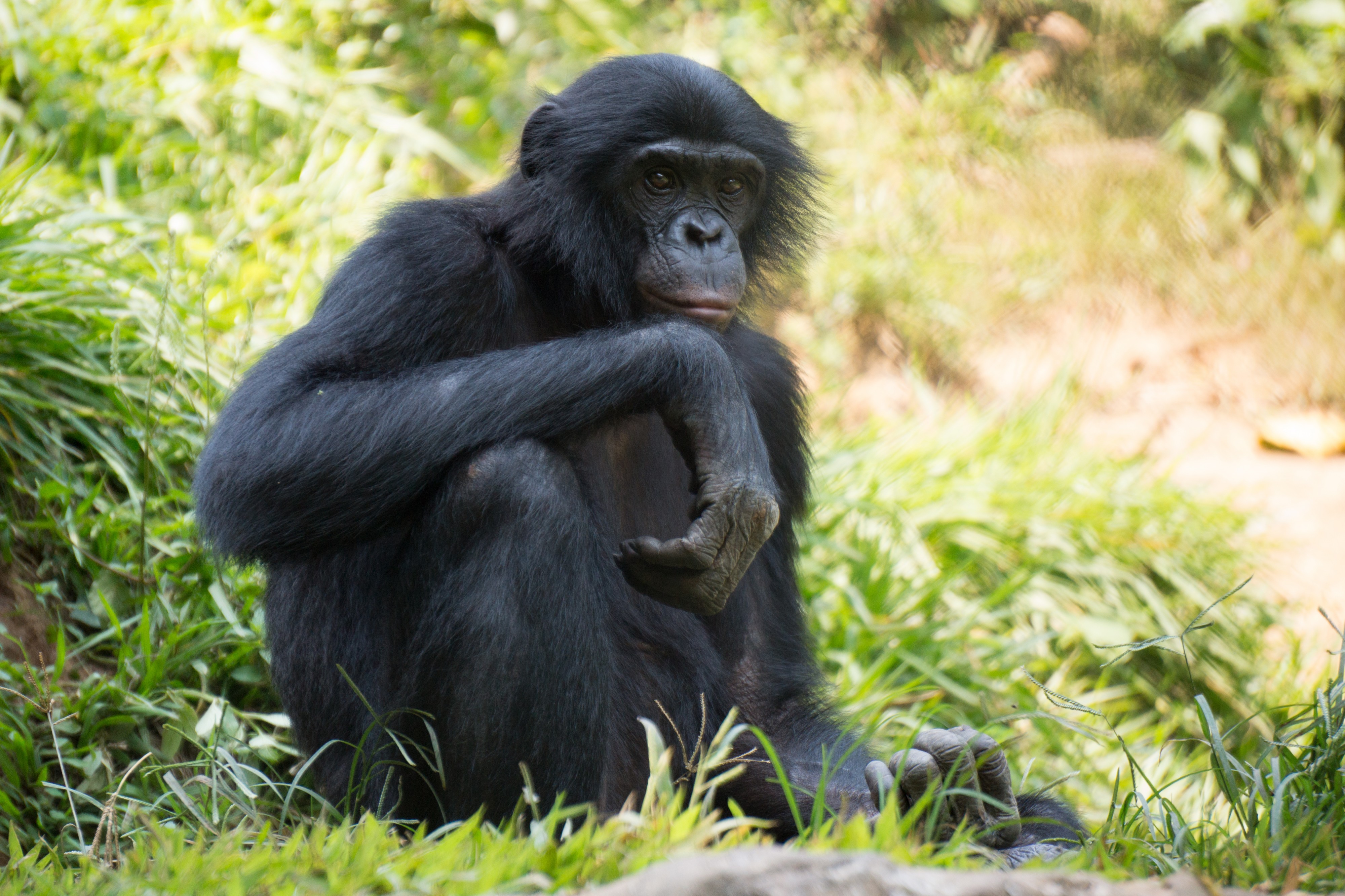 Lola ya bonobo (8)