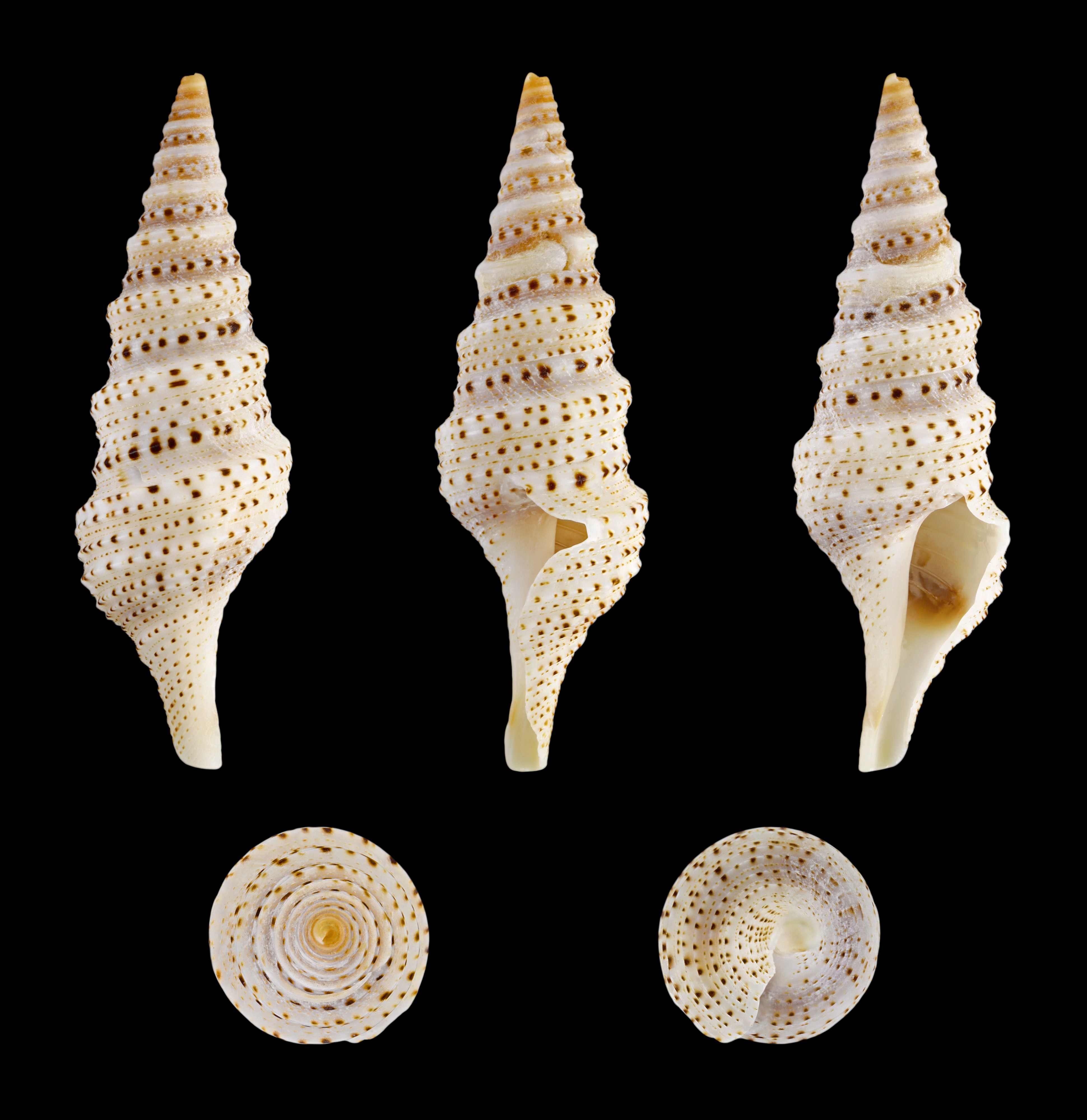 Lophiotoma acuta 01