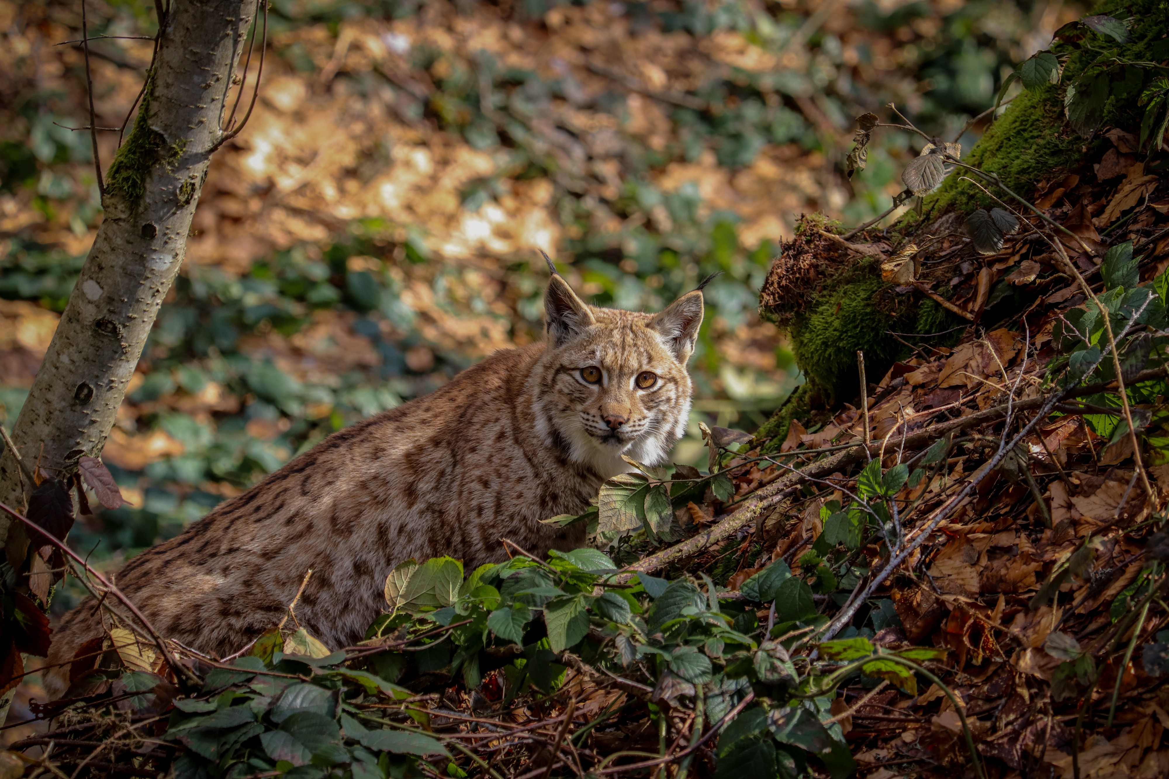 Luchs im Nationalpark Bayerischer Wald 7