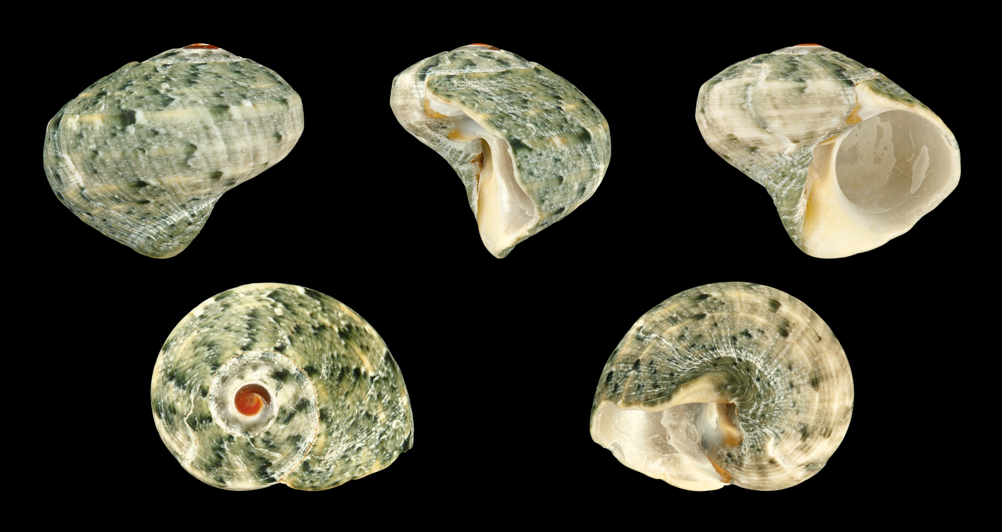 Lunella cinerea 01
