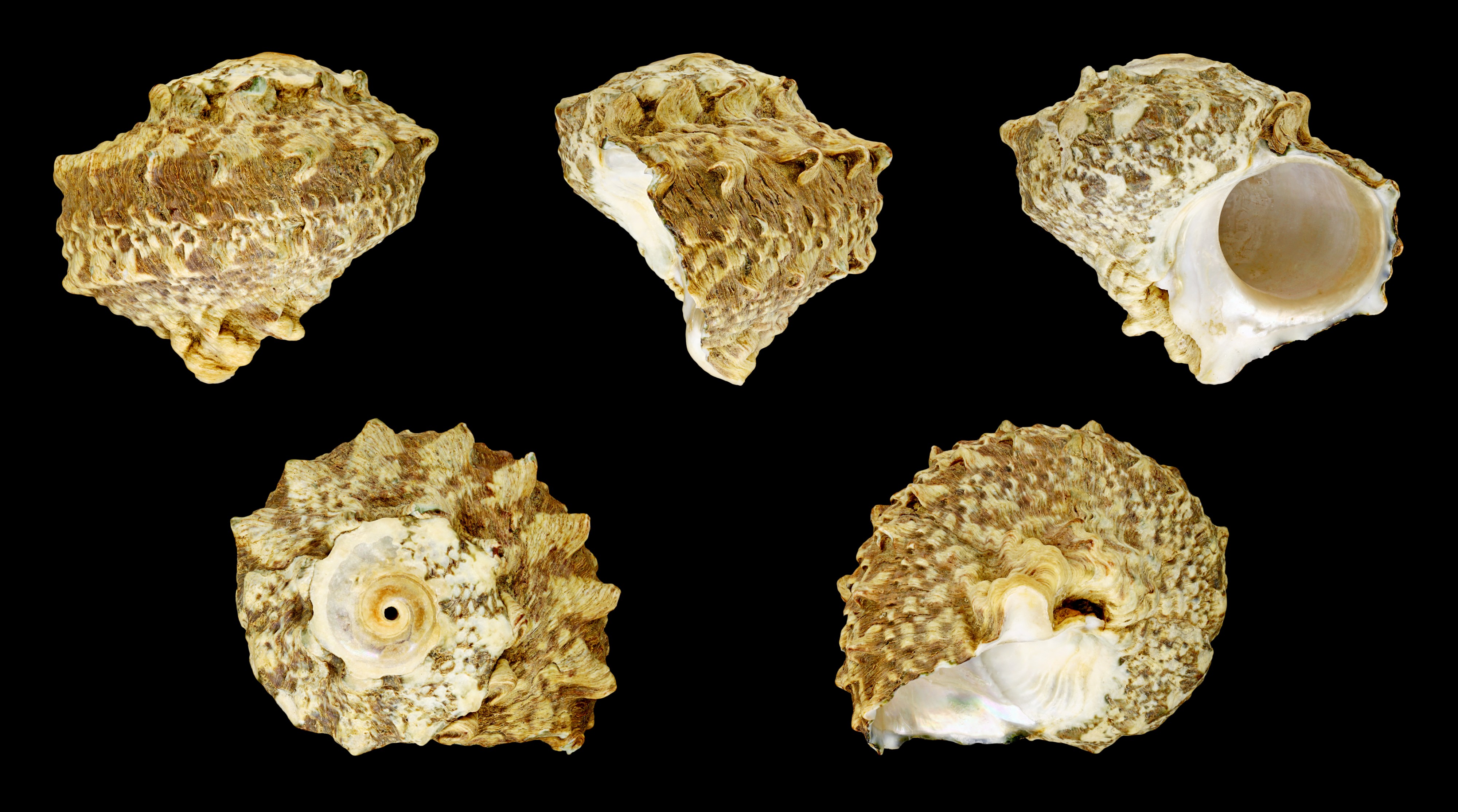 Lunella coronata 01