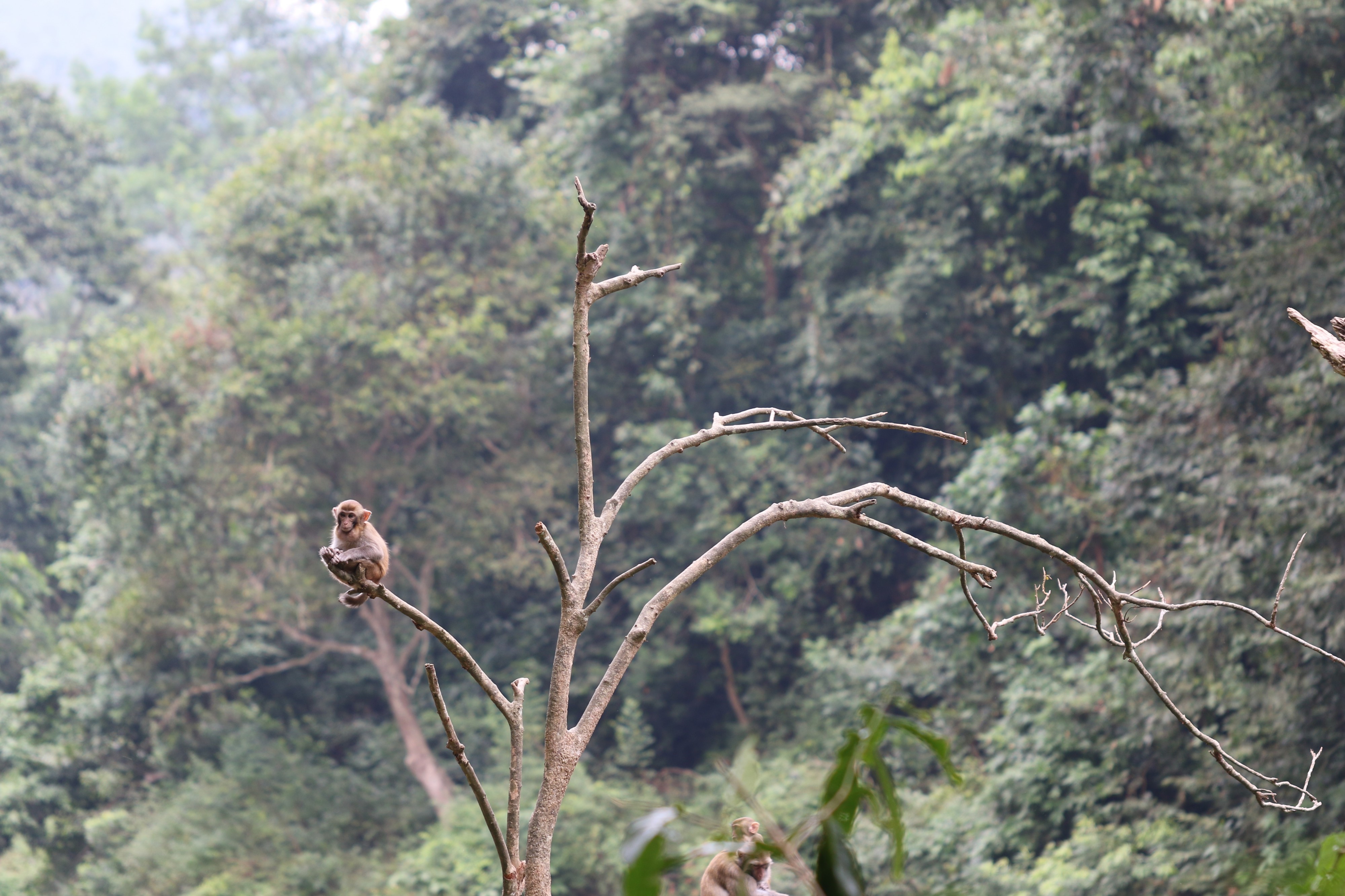 Macaca mulatta (22457137807)