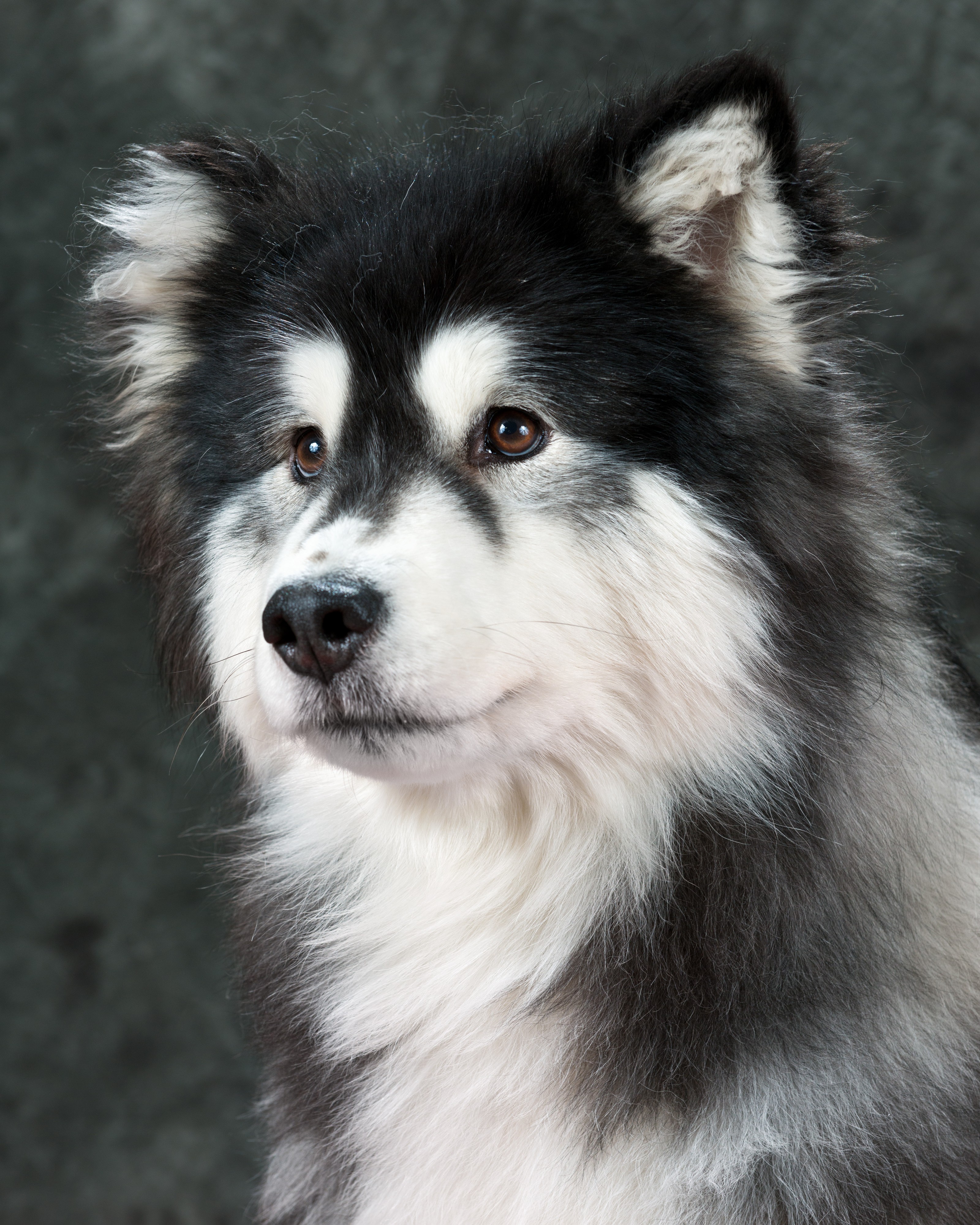 Malamute2
