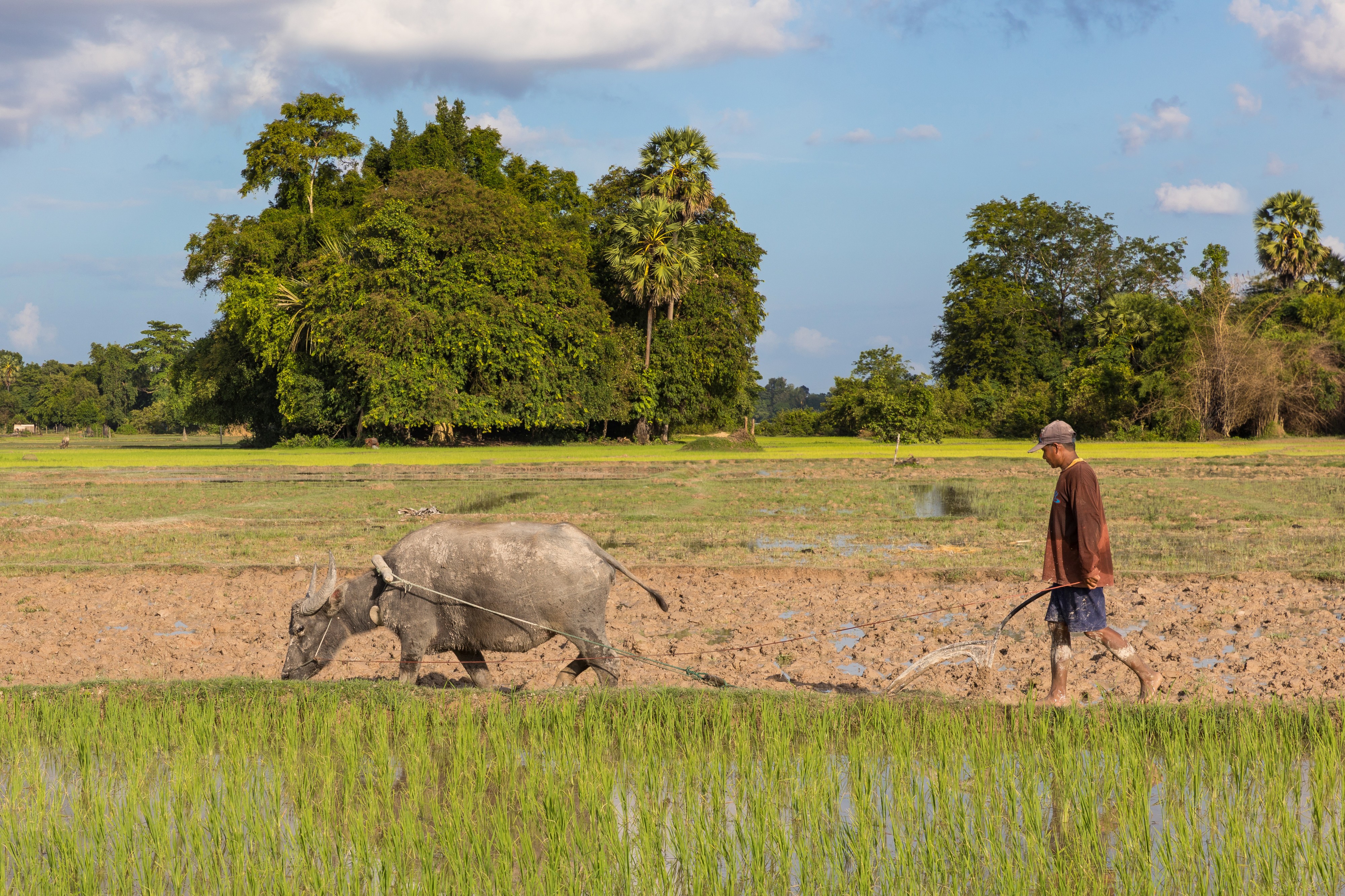 Man in paddy fields plowing with a water buffalo