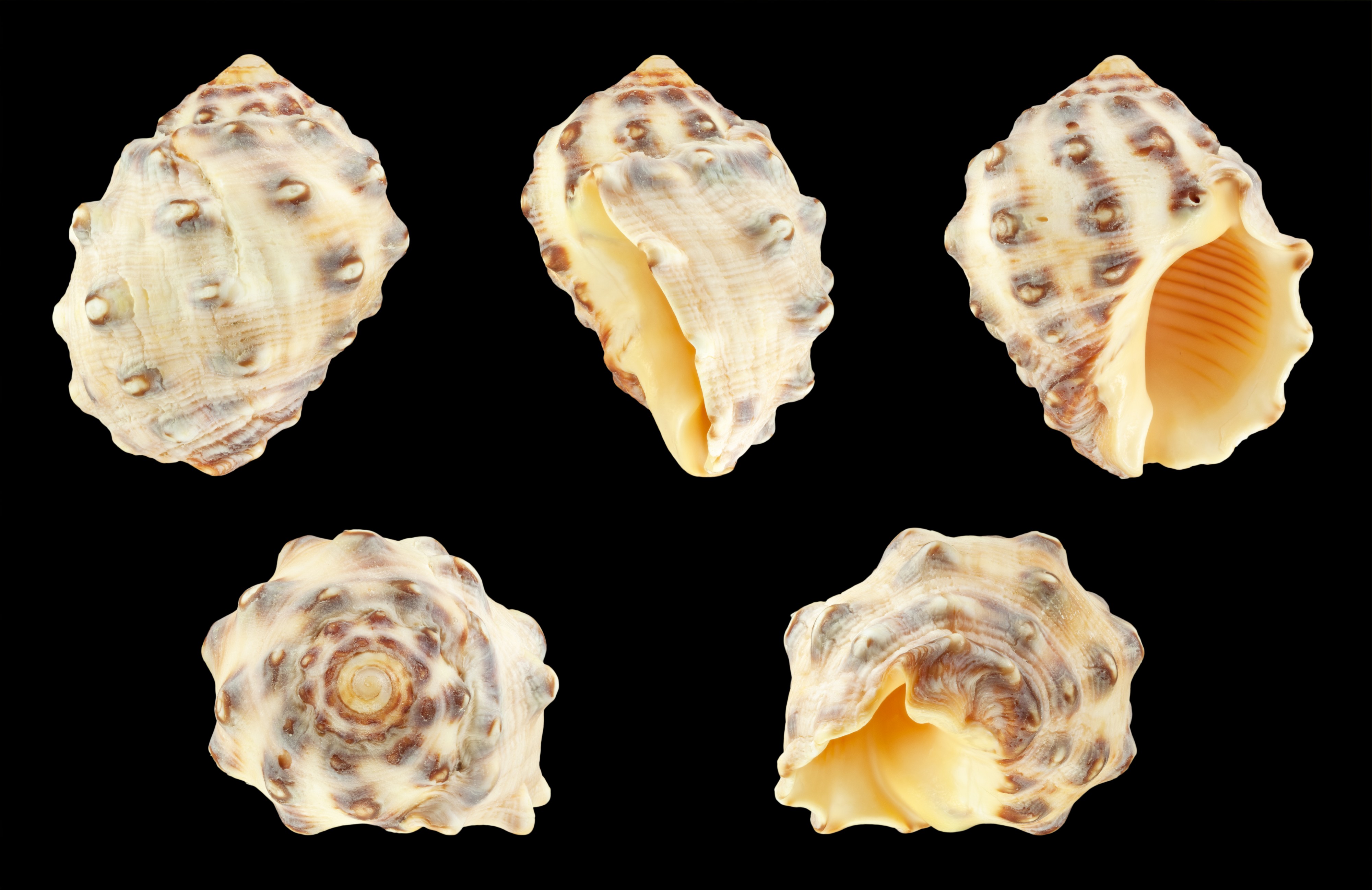 Mancinella alouina 01