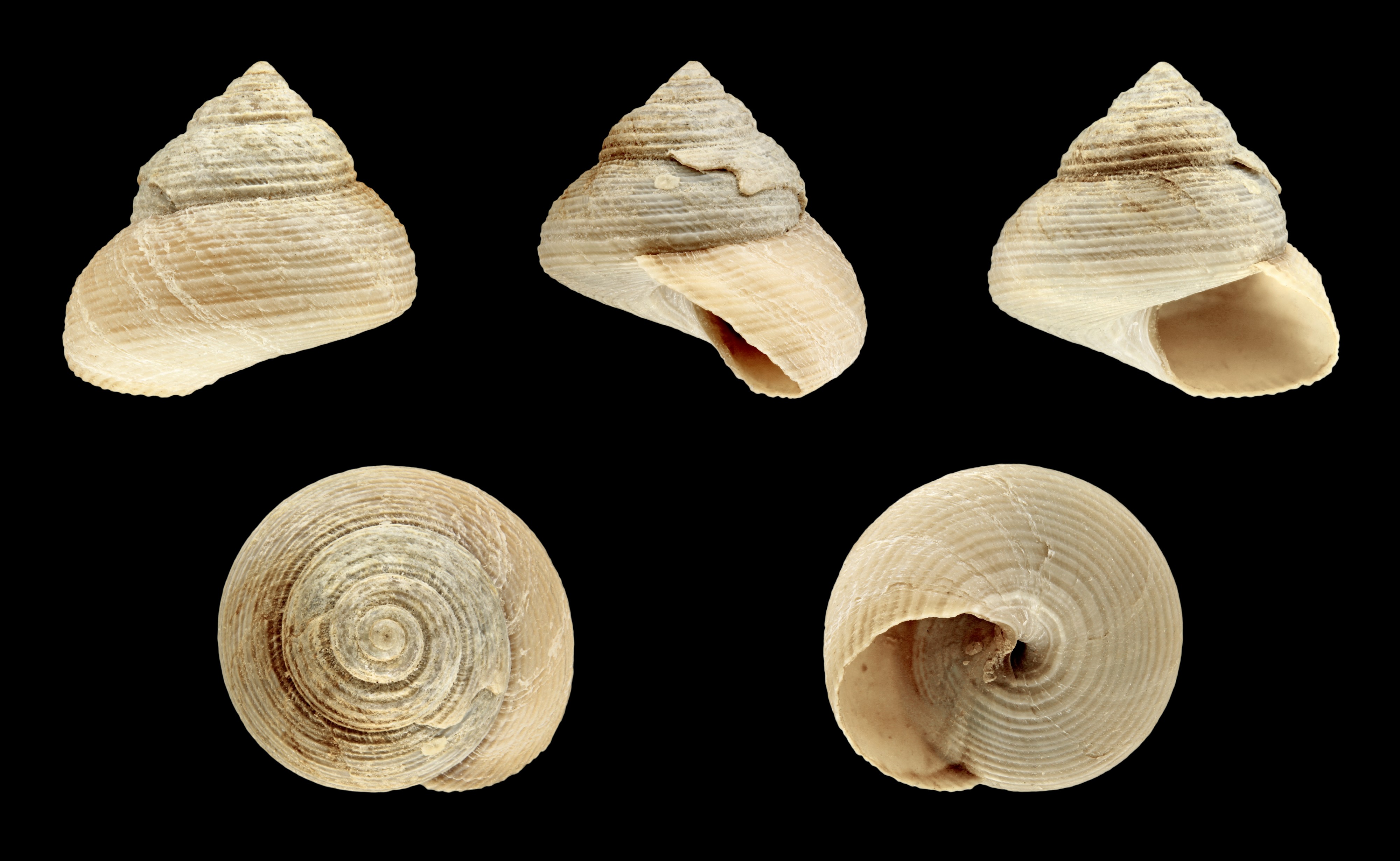 Margarites pupillus 01