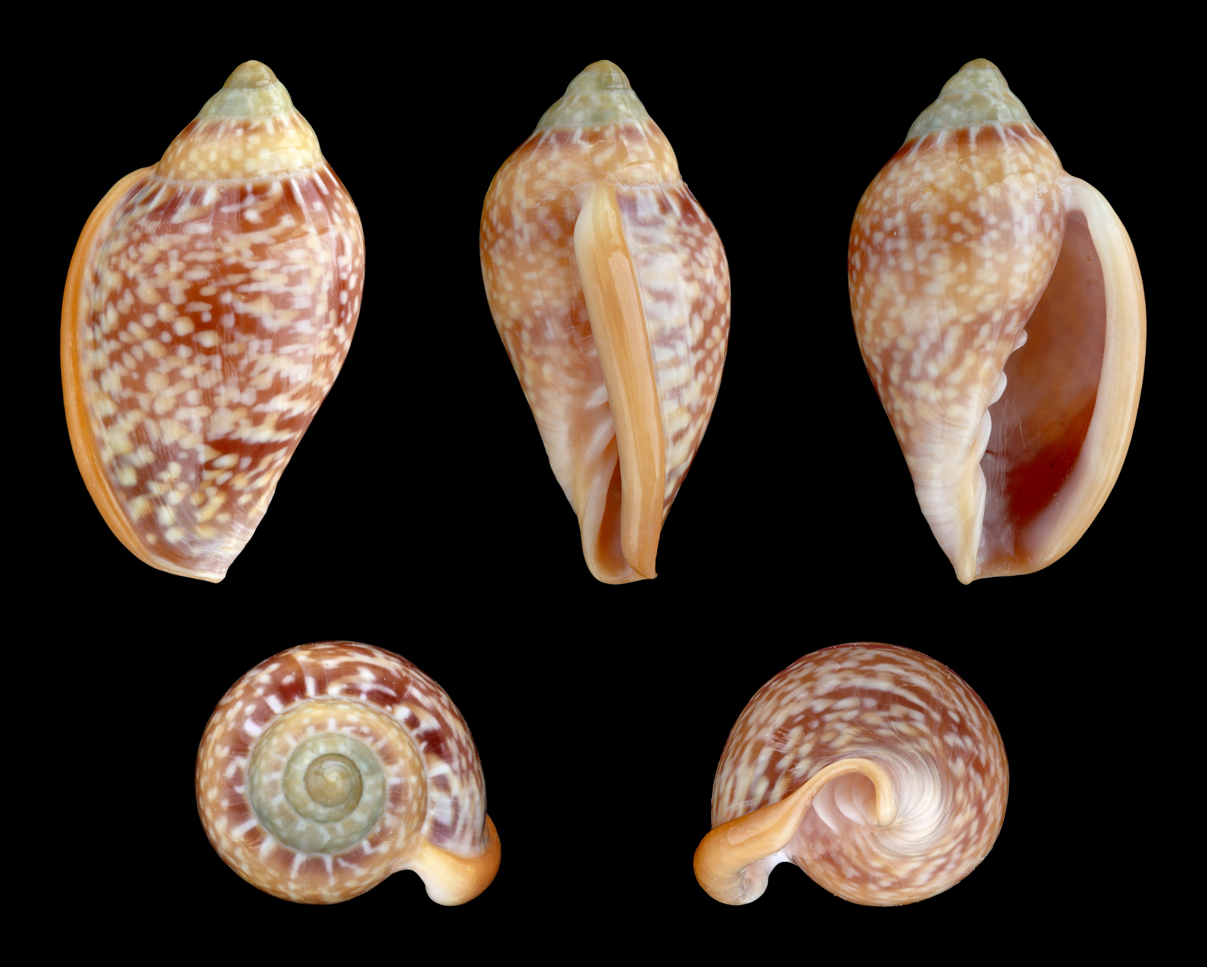 Marginella glabella 01