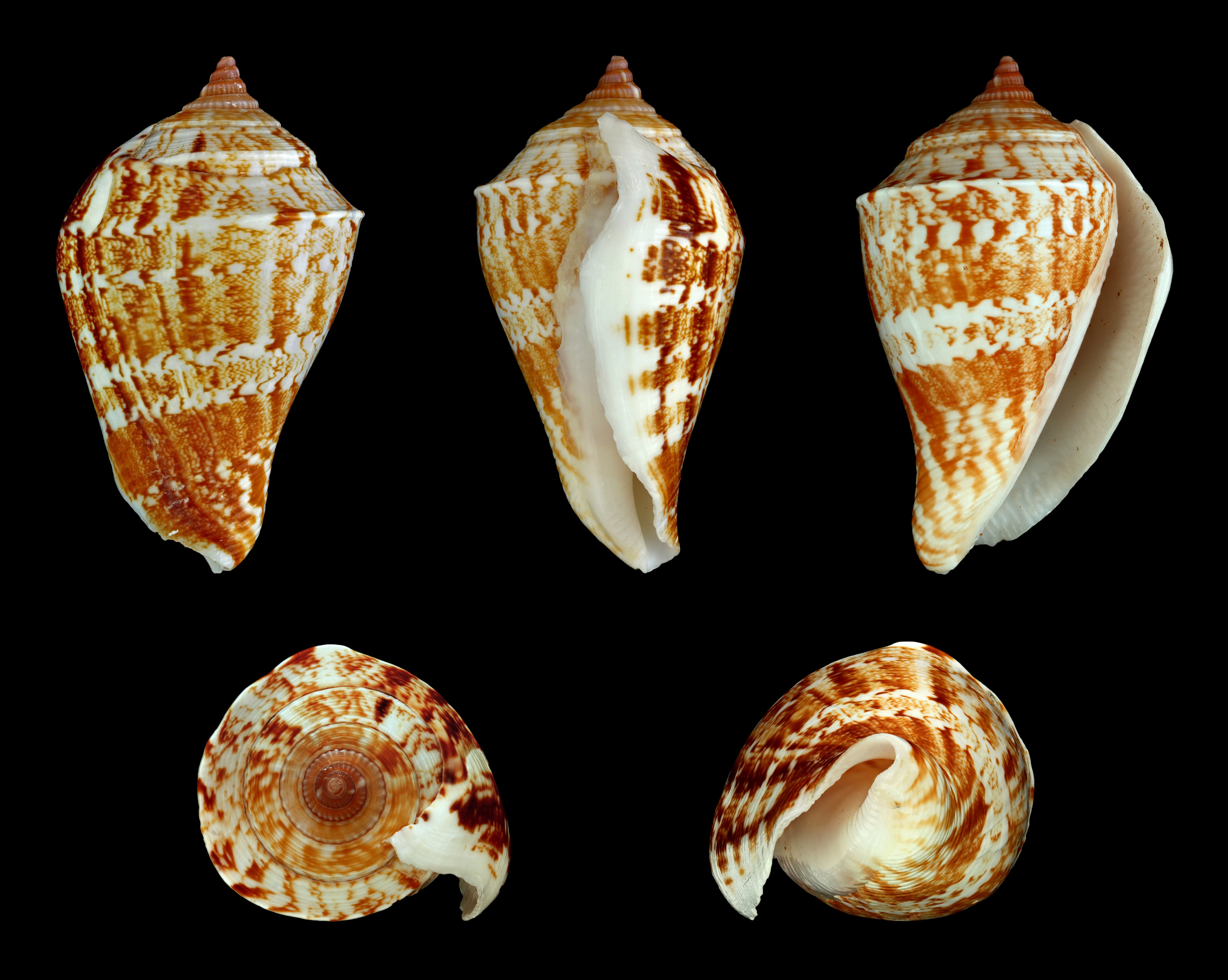 Margistrombus marginatus marginatus 01