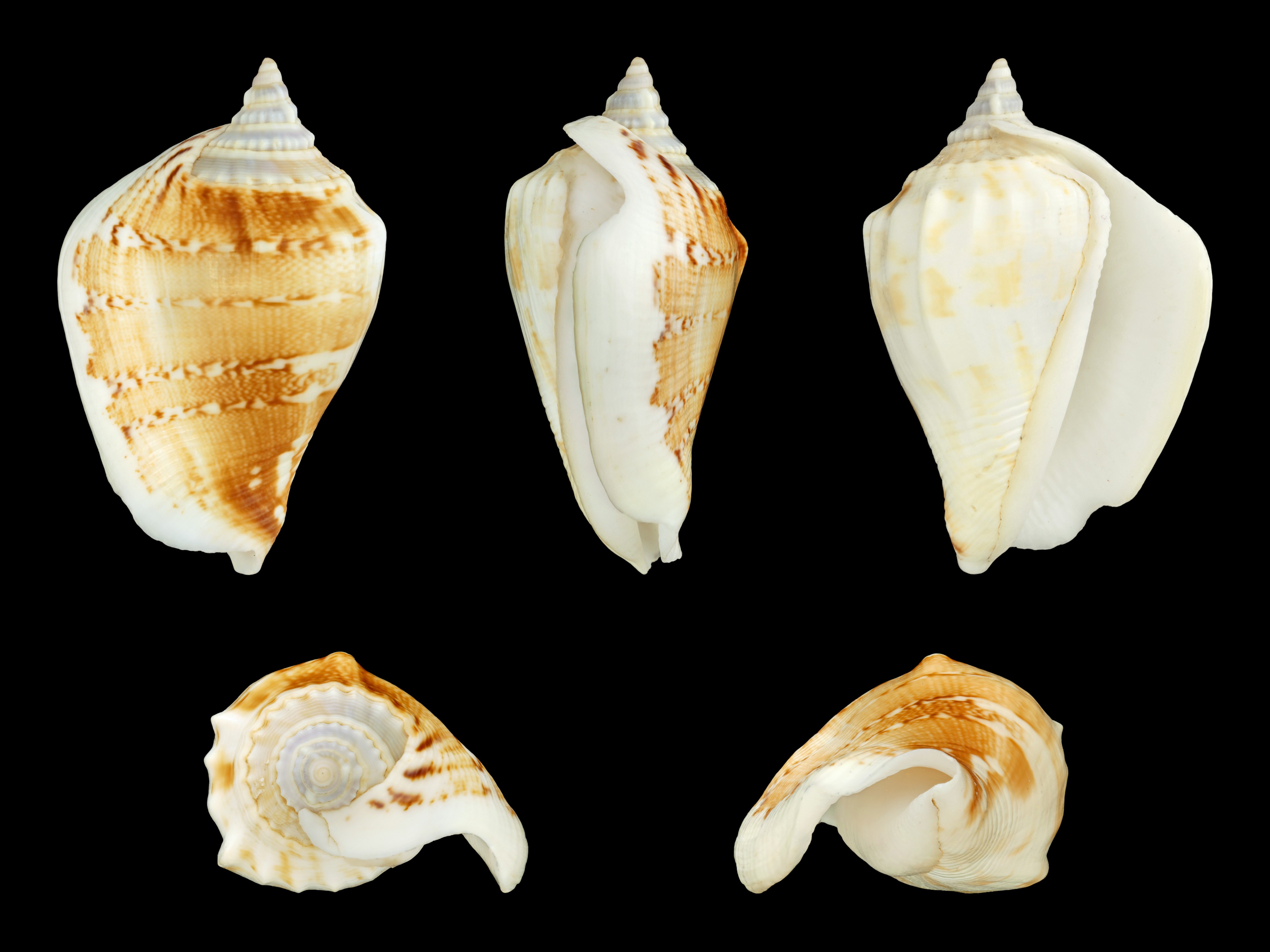 Margistrombus robustus 01