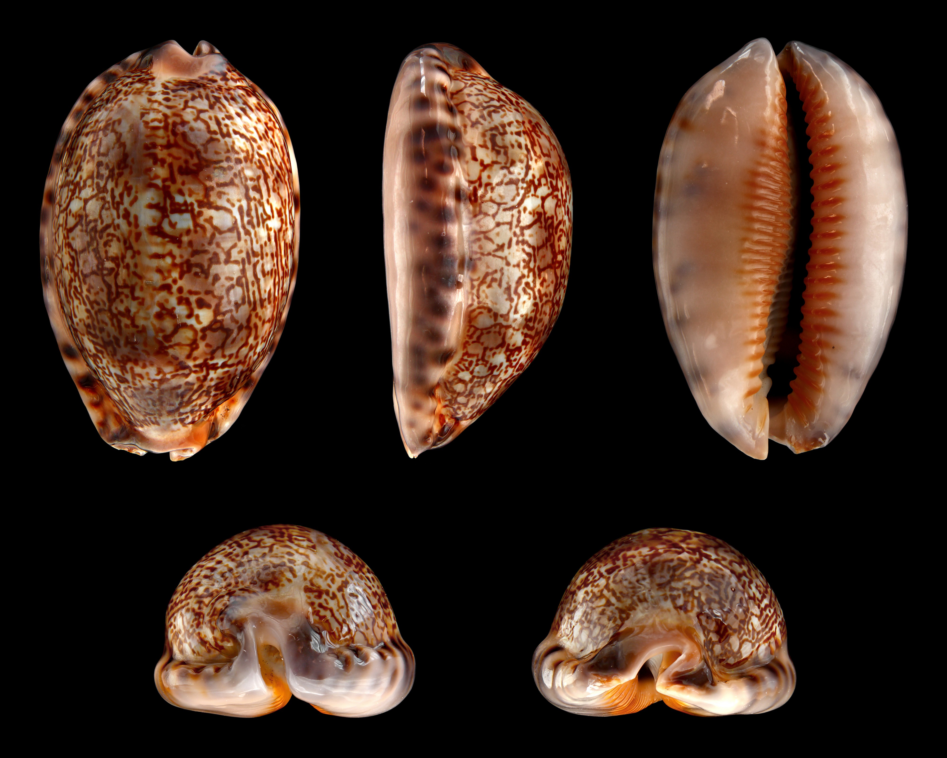 Mauritia arabica 01