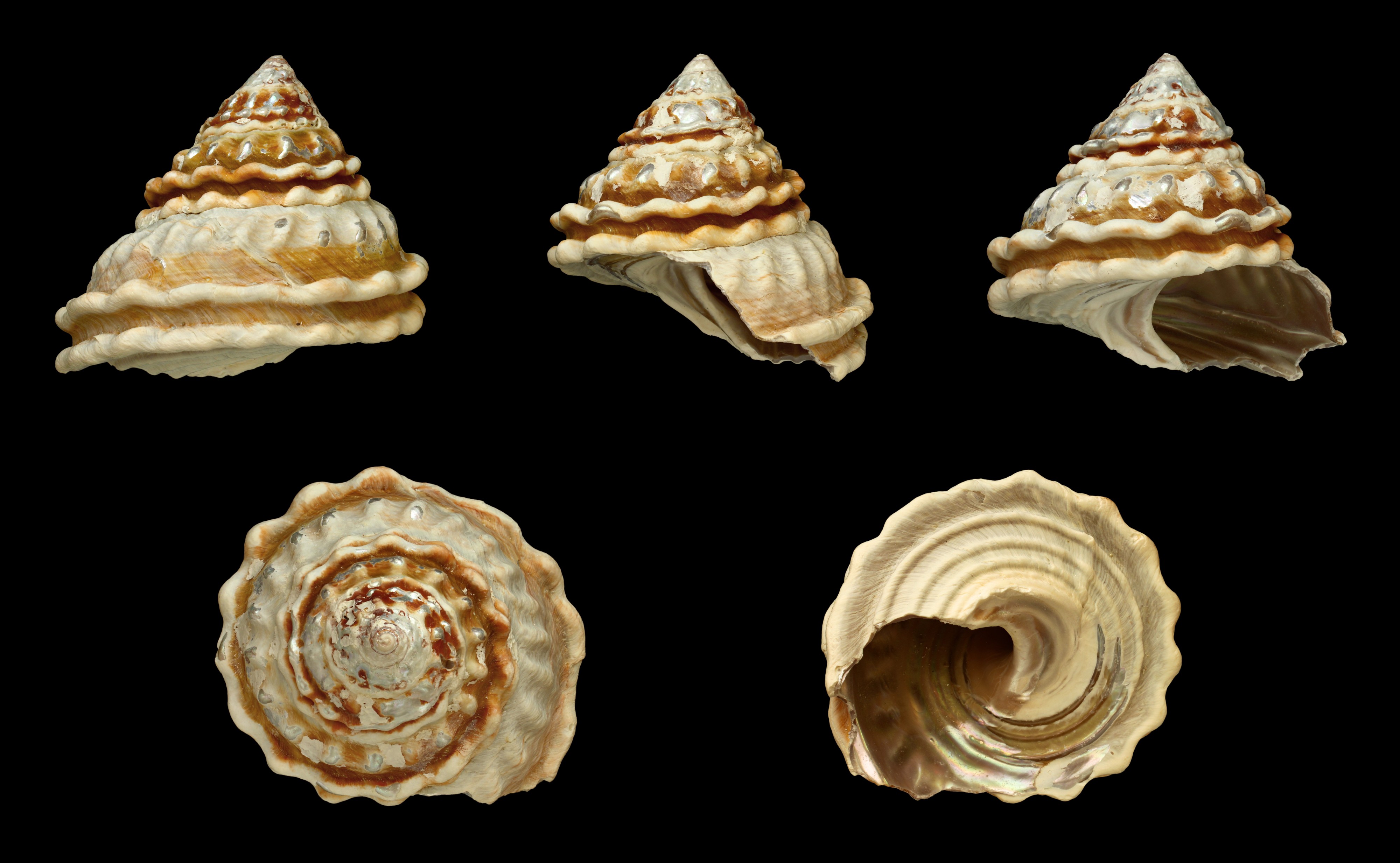 Megastraea turbanica 01