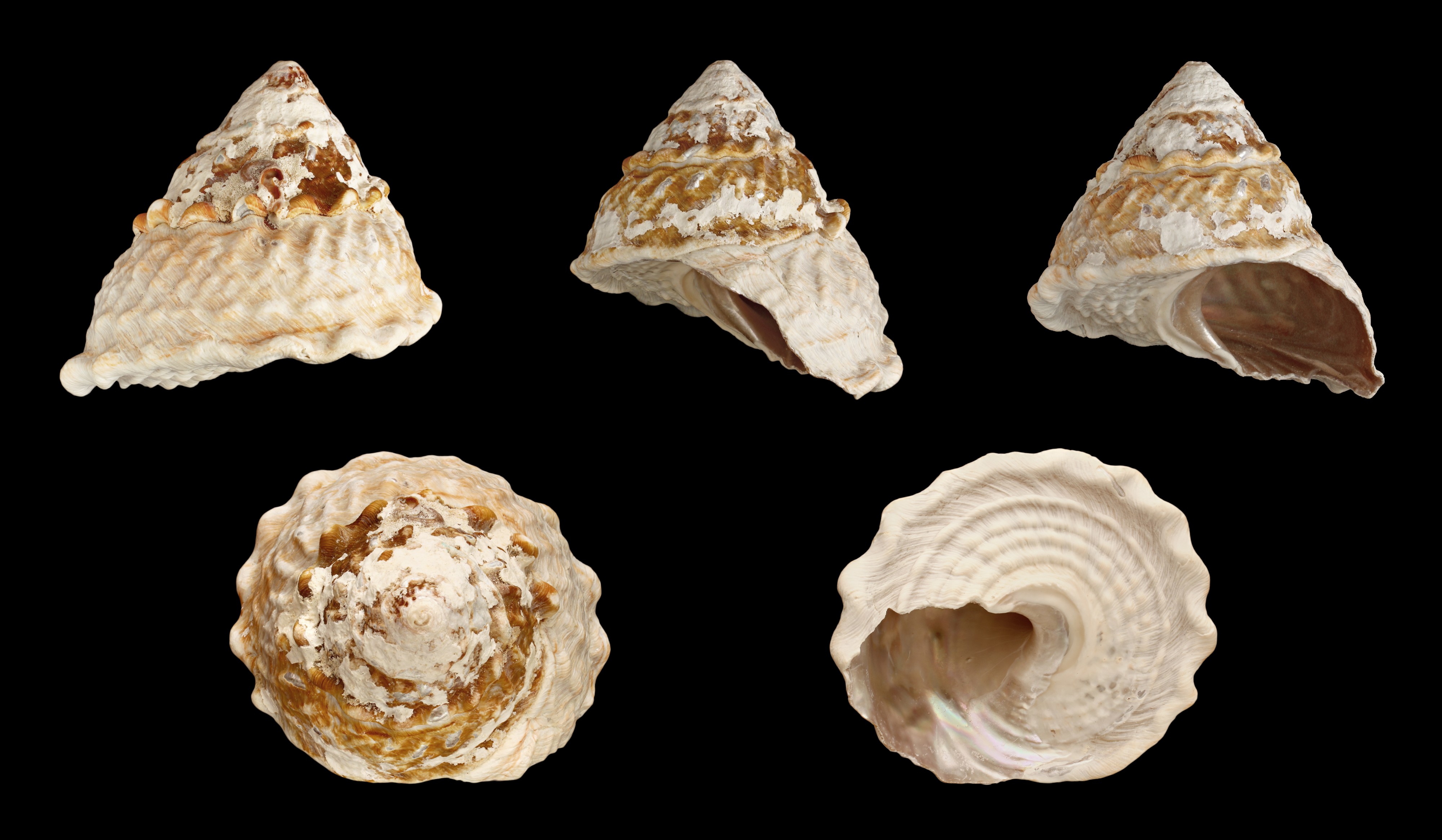 Megastraea undosa 01
