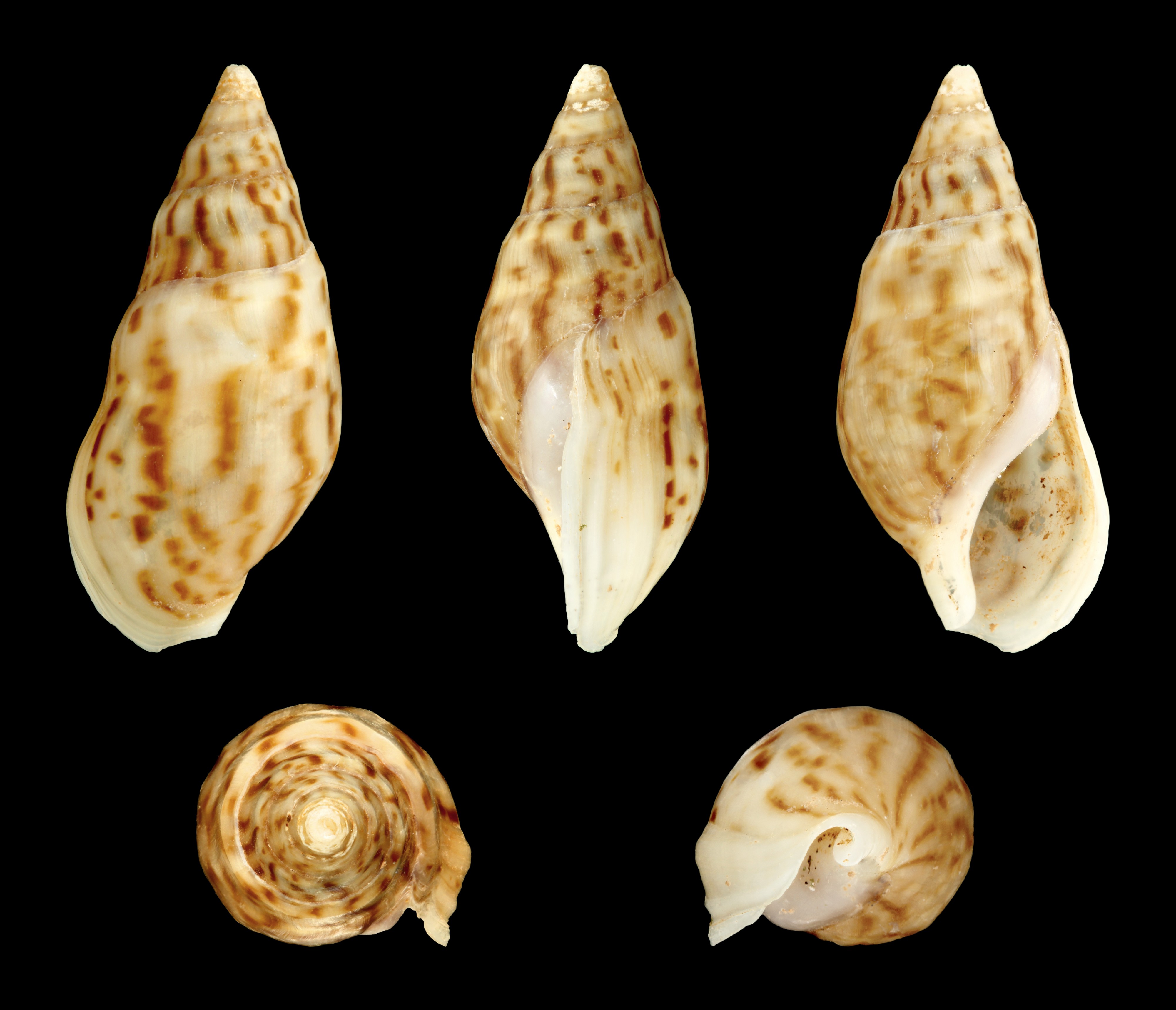 Melanopsis foleyi foleyi 01
