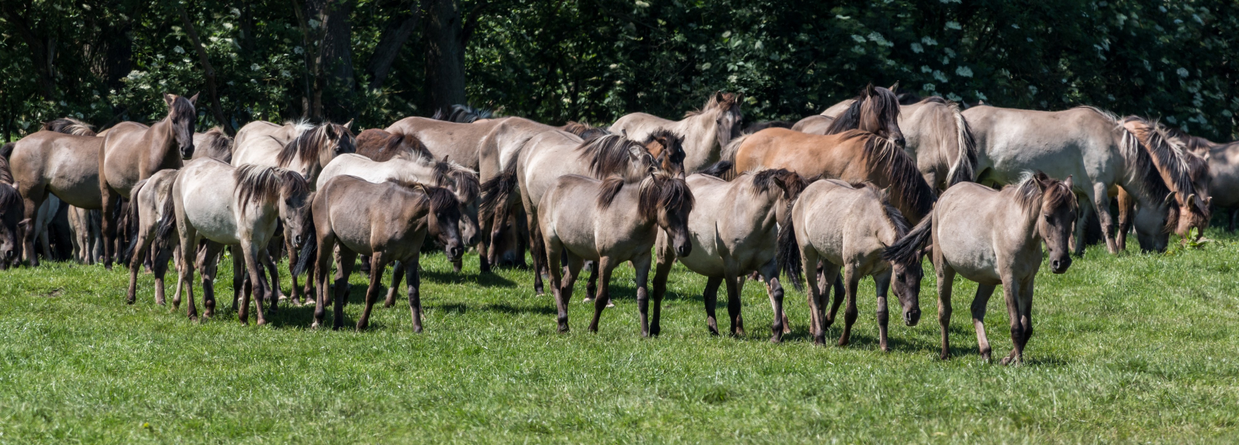 Merfeld, Wildpferdefang -- 2014 -- 0466