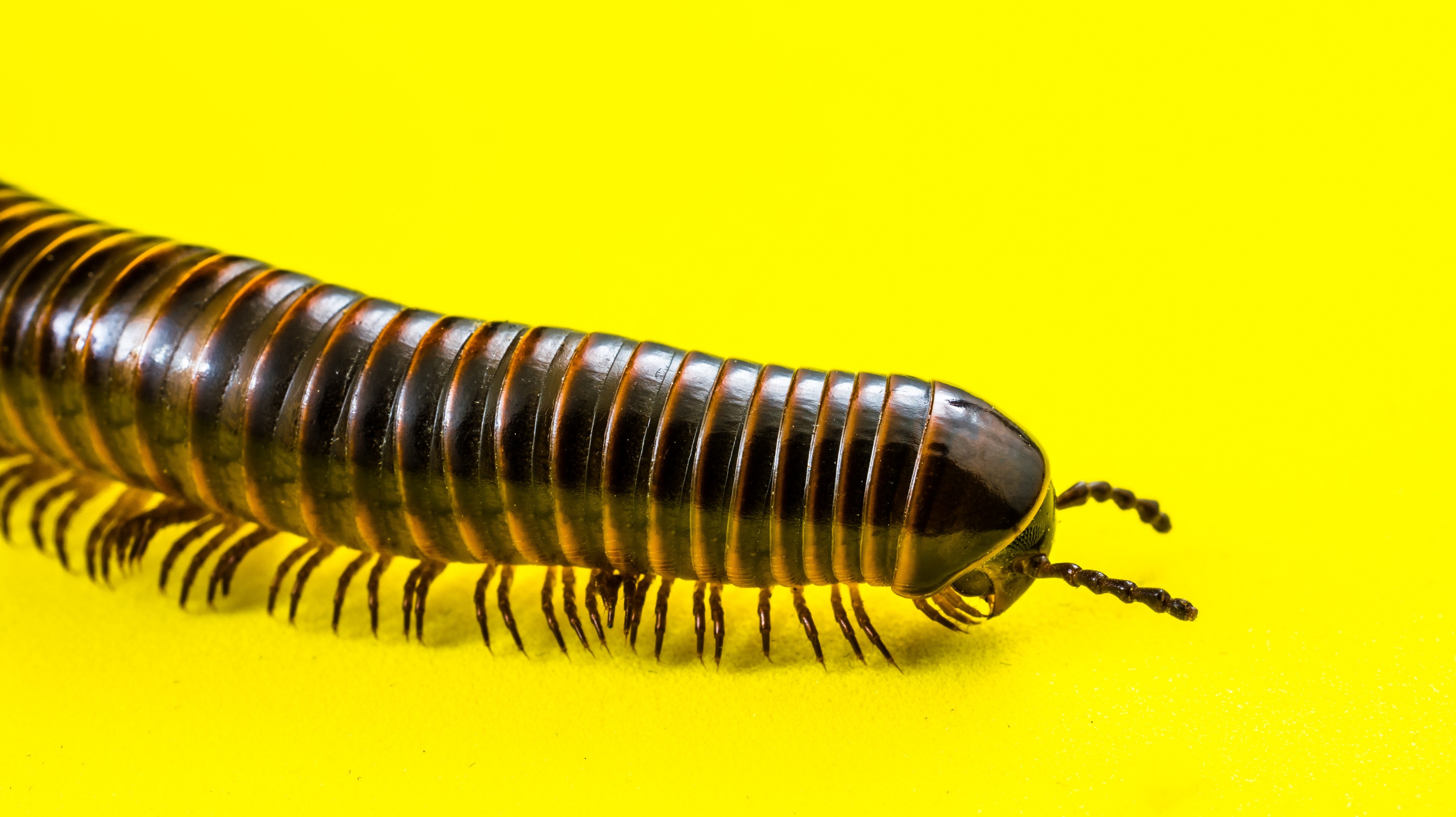 Millipede on Yellow-346182