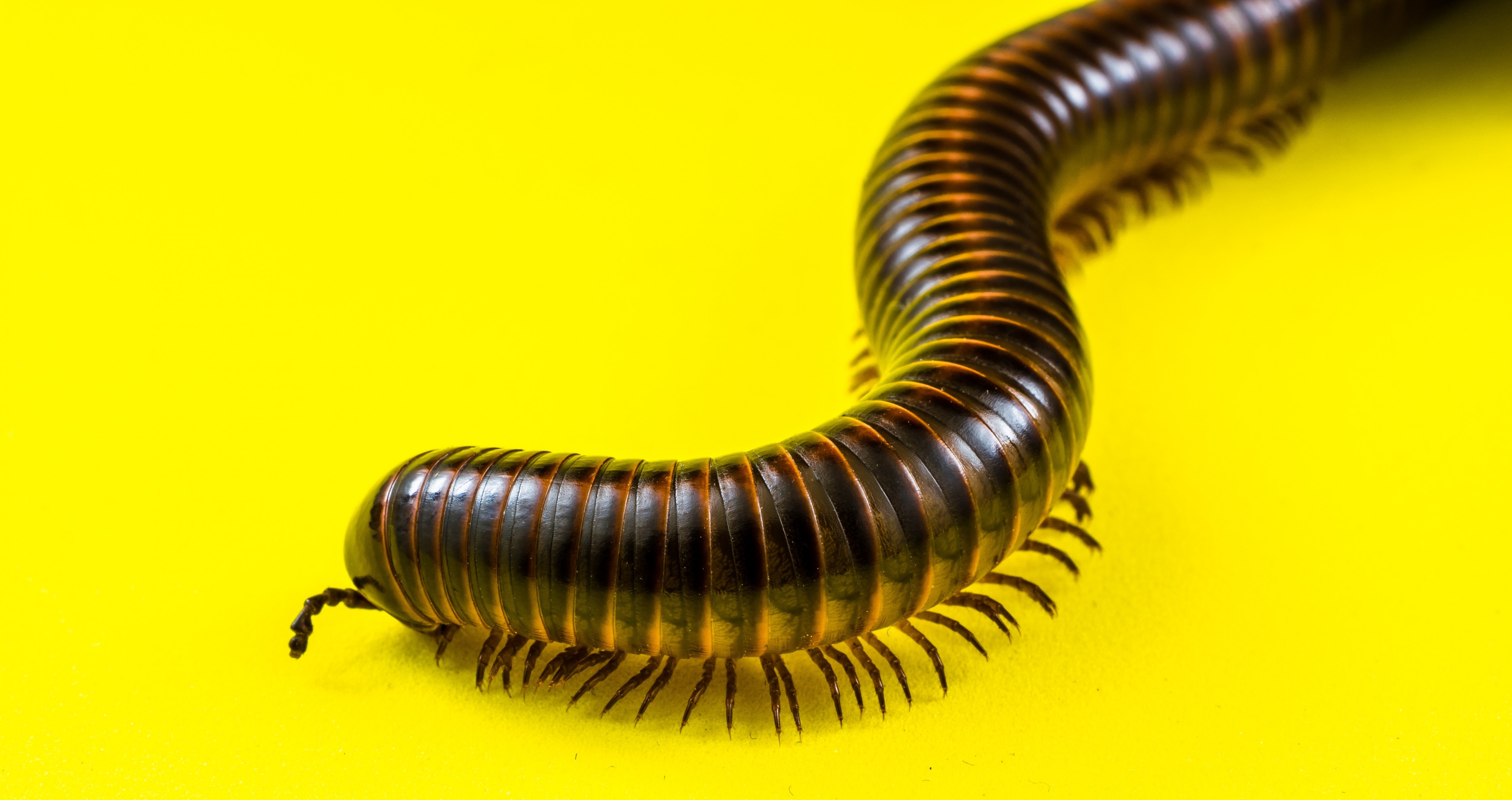 Millipede on Yellow-346186