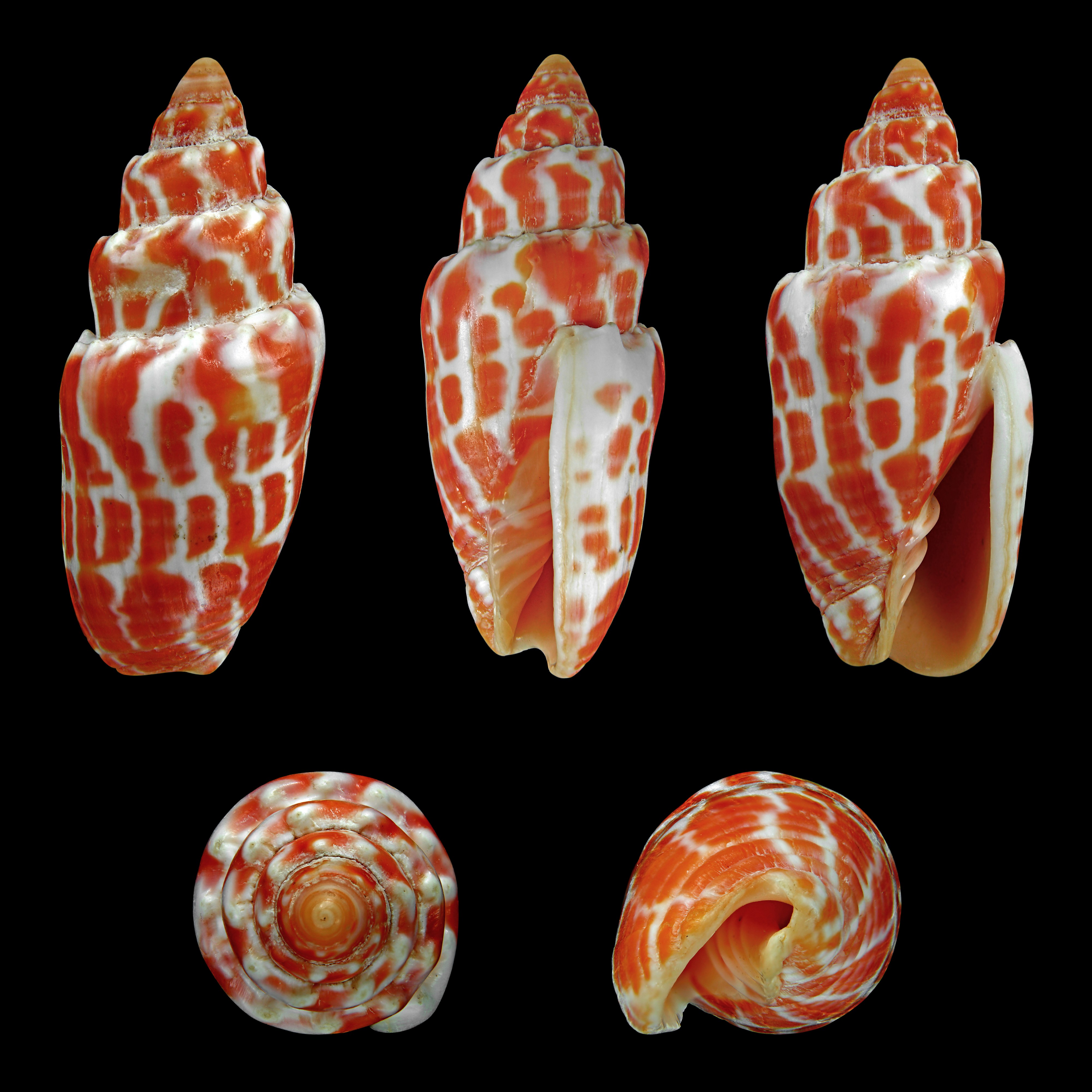 Mitra stictica 01