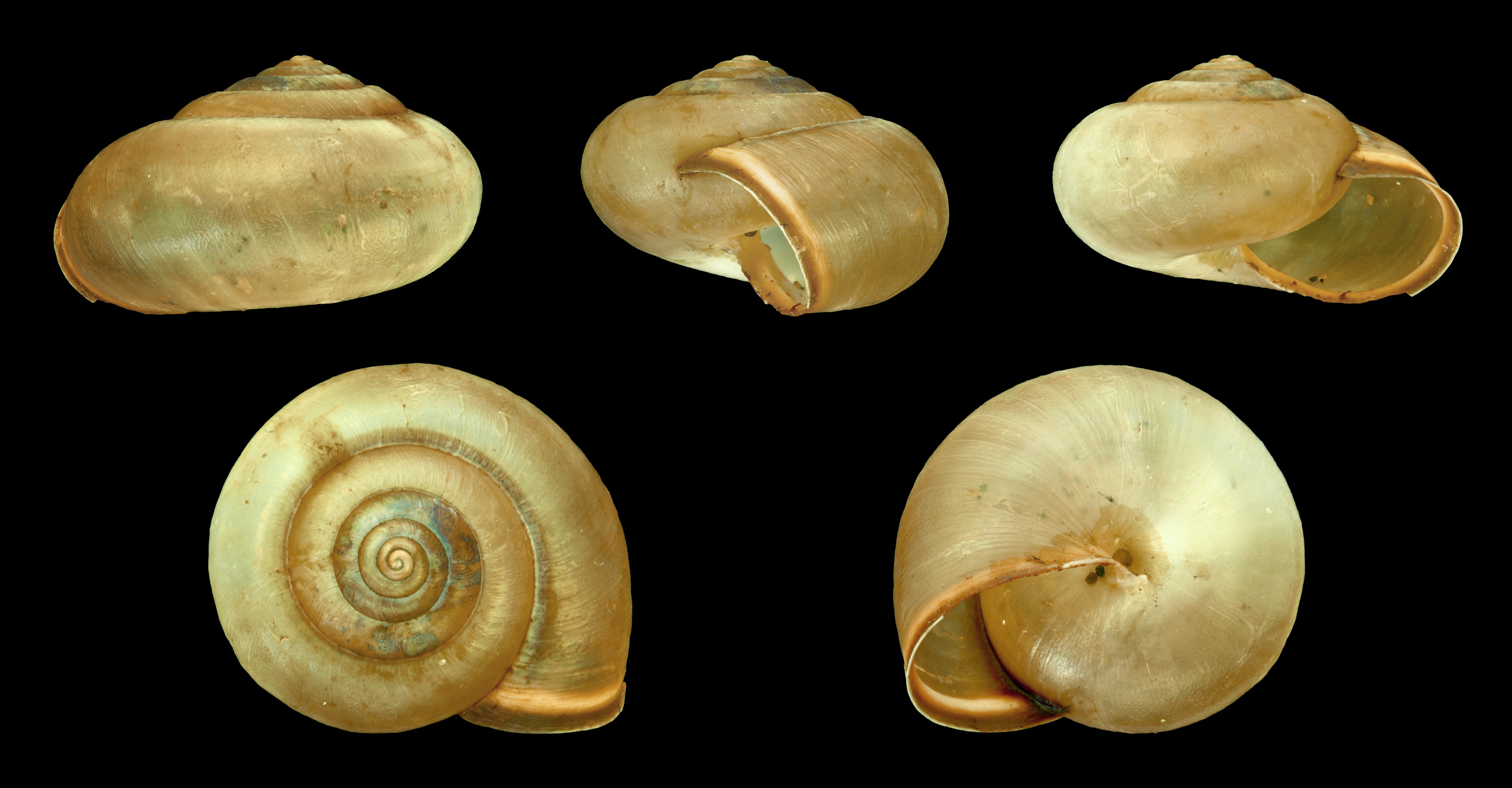Monacha cartusiana 01