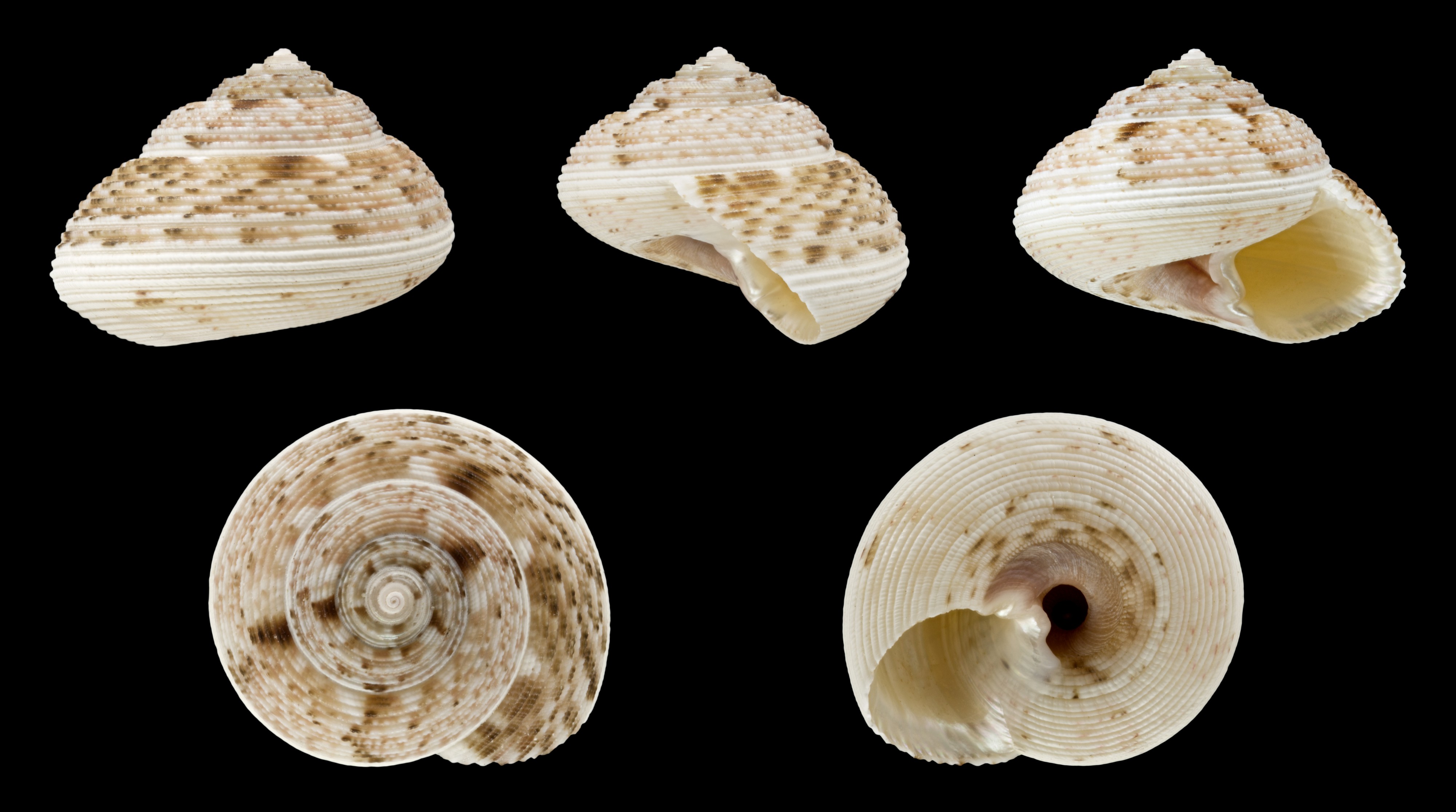 Monilea belcheri 01