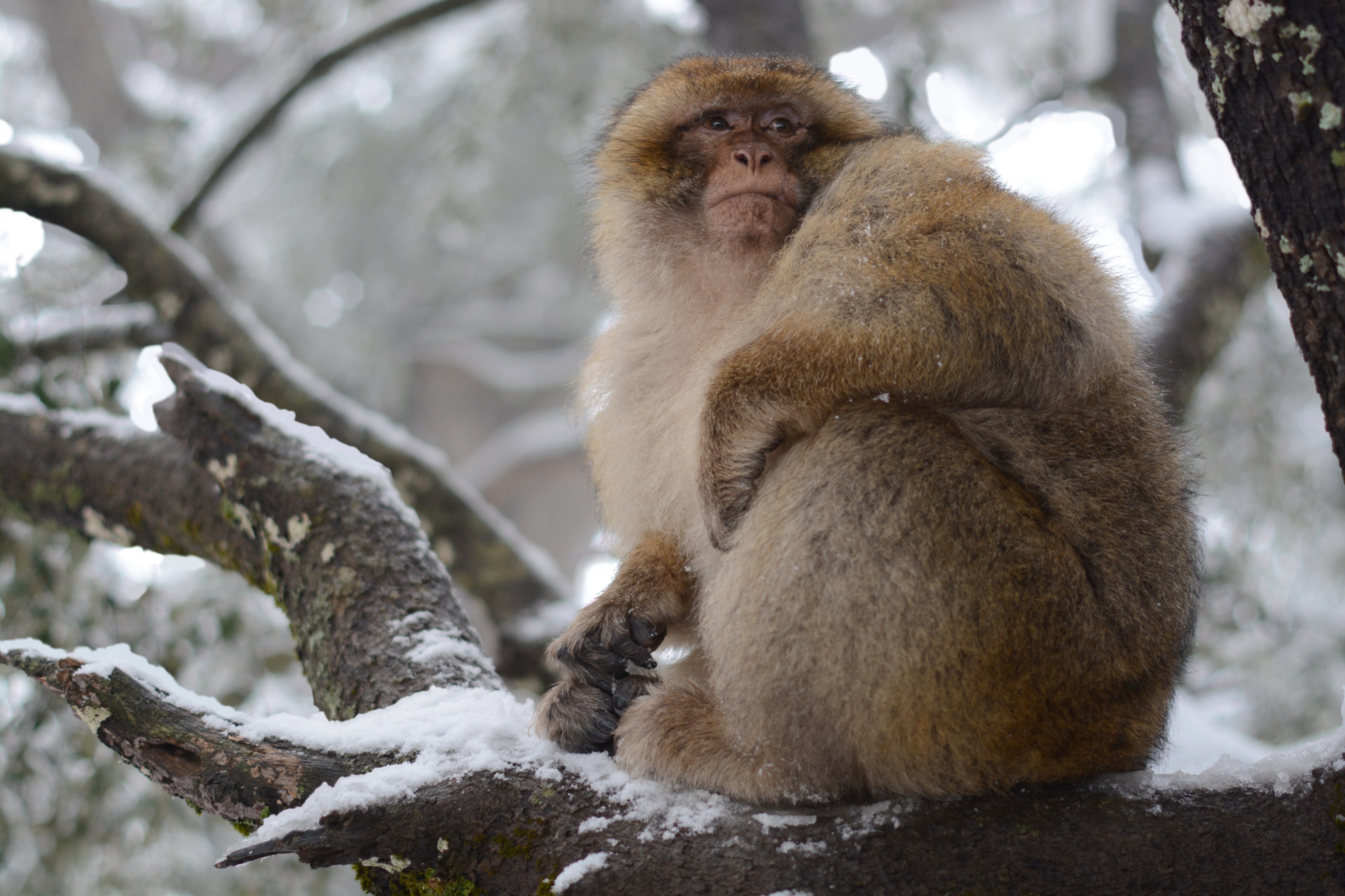 Monkey in azrou