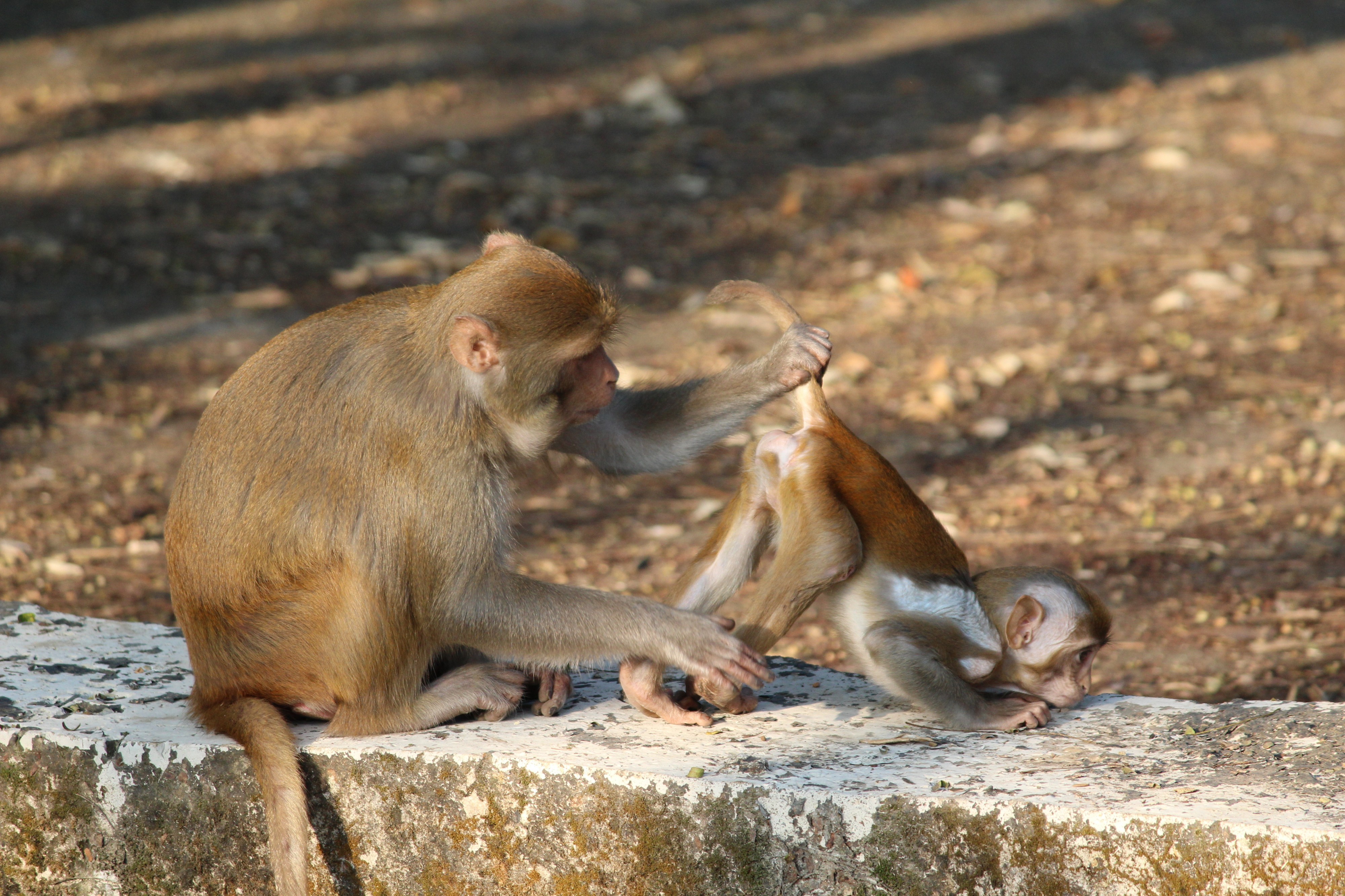 Monkey Moms