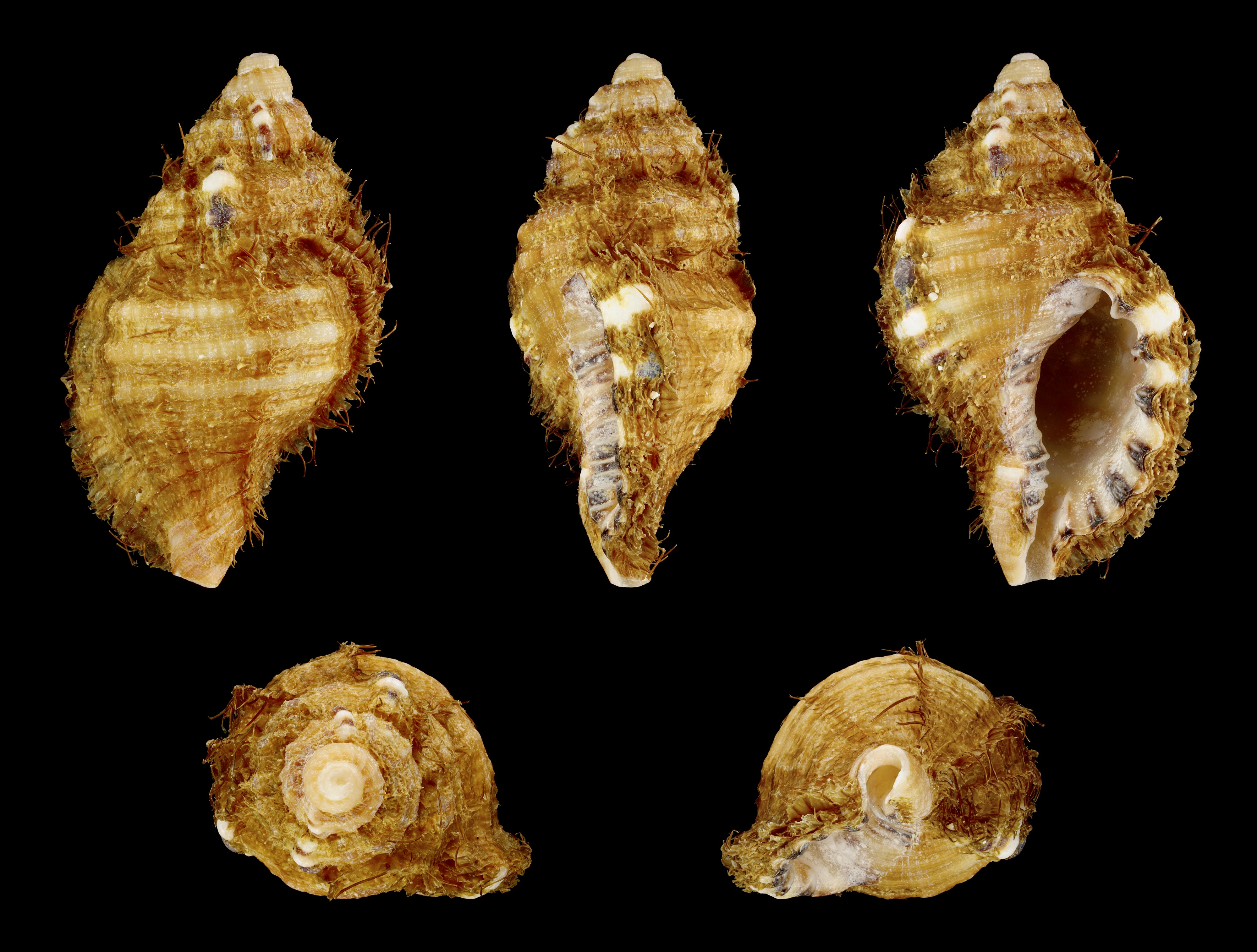 Monoplex parthenopeus 01