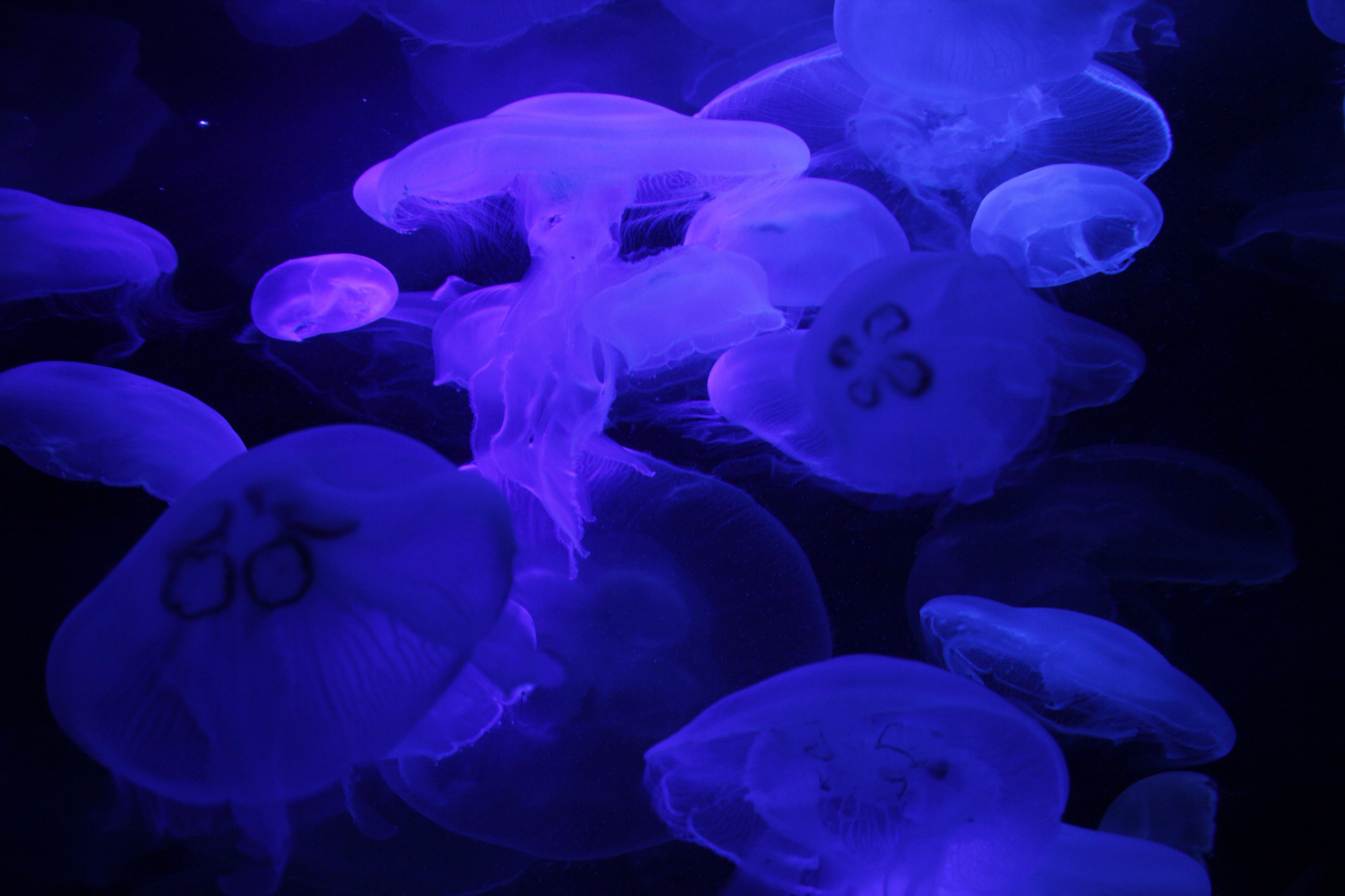 Moon Jellyfish (7542052792)
