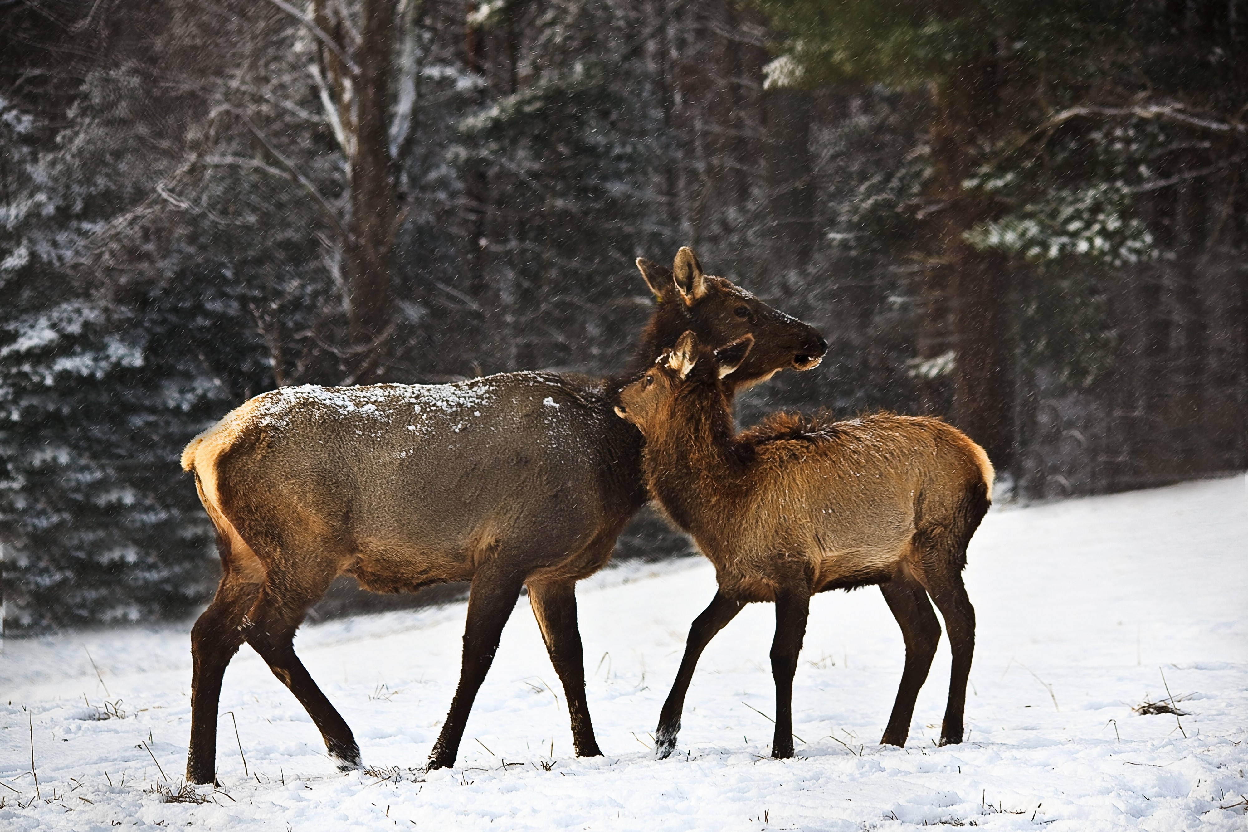 Mother-calf-elk-snow-hug - West Virginia - ForestWander