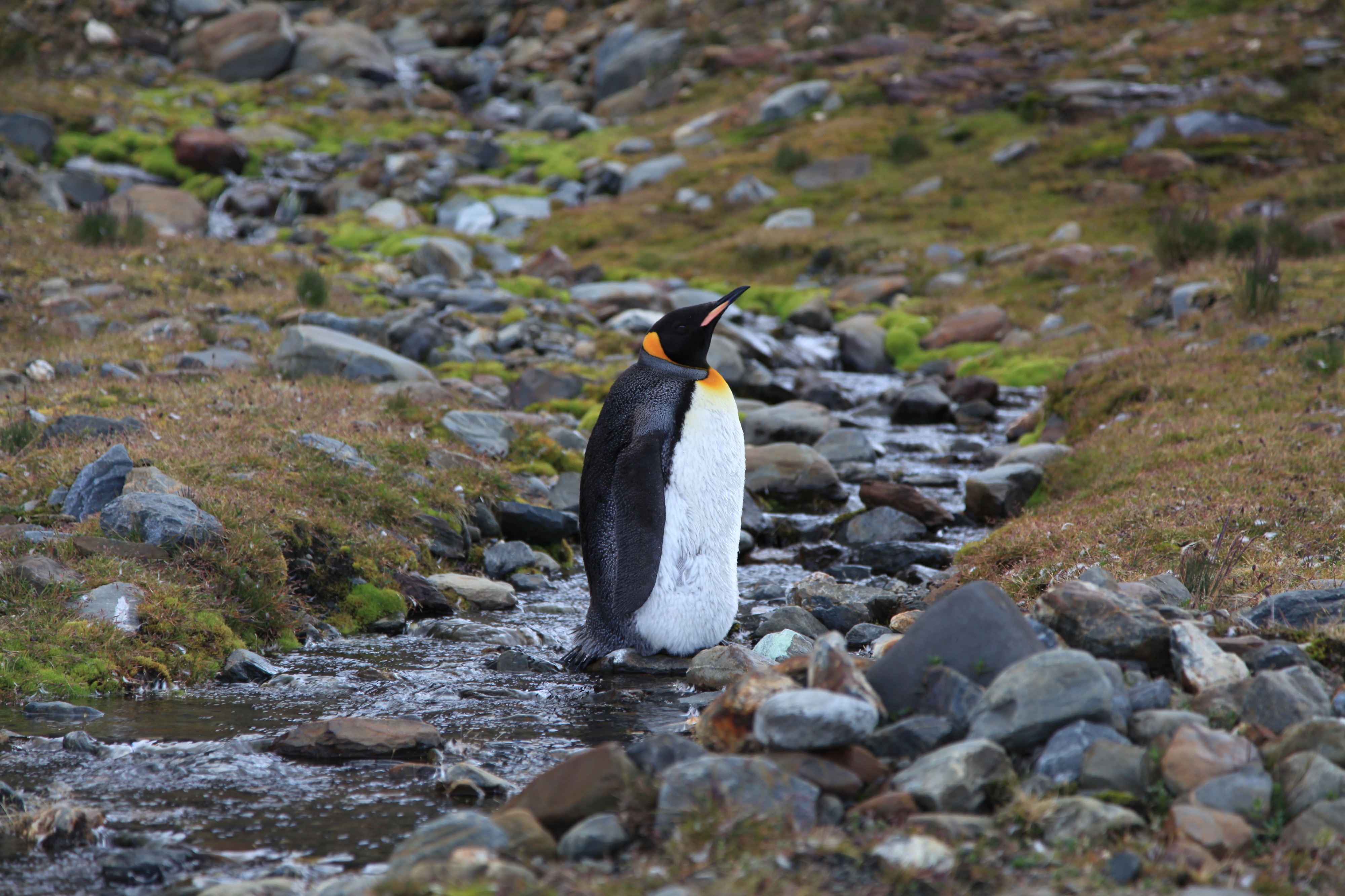 Moulting King Penguin at St. Andrews Bay, South Georgia (5817112778)