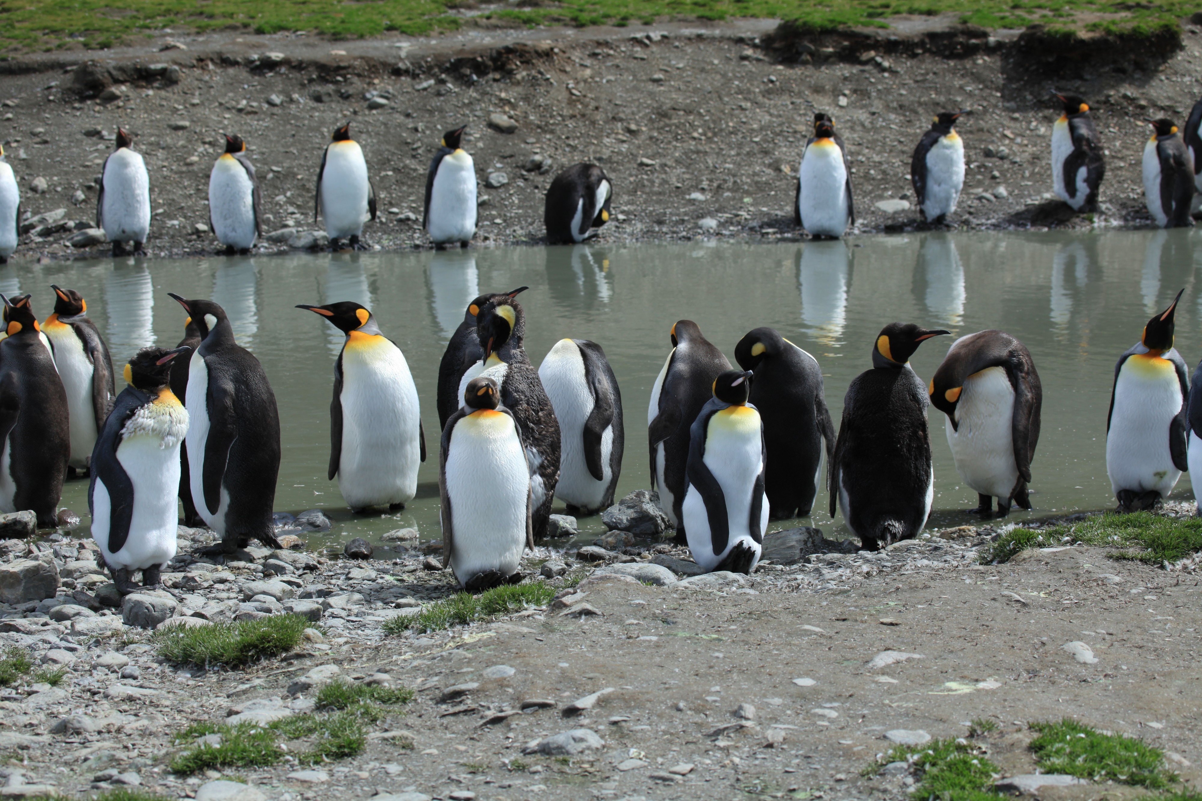 Moulting King Penguins (5848592079)