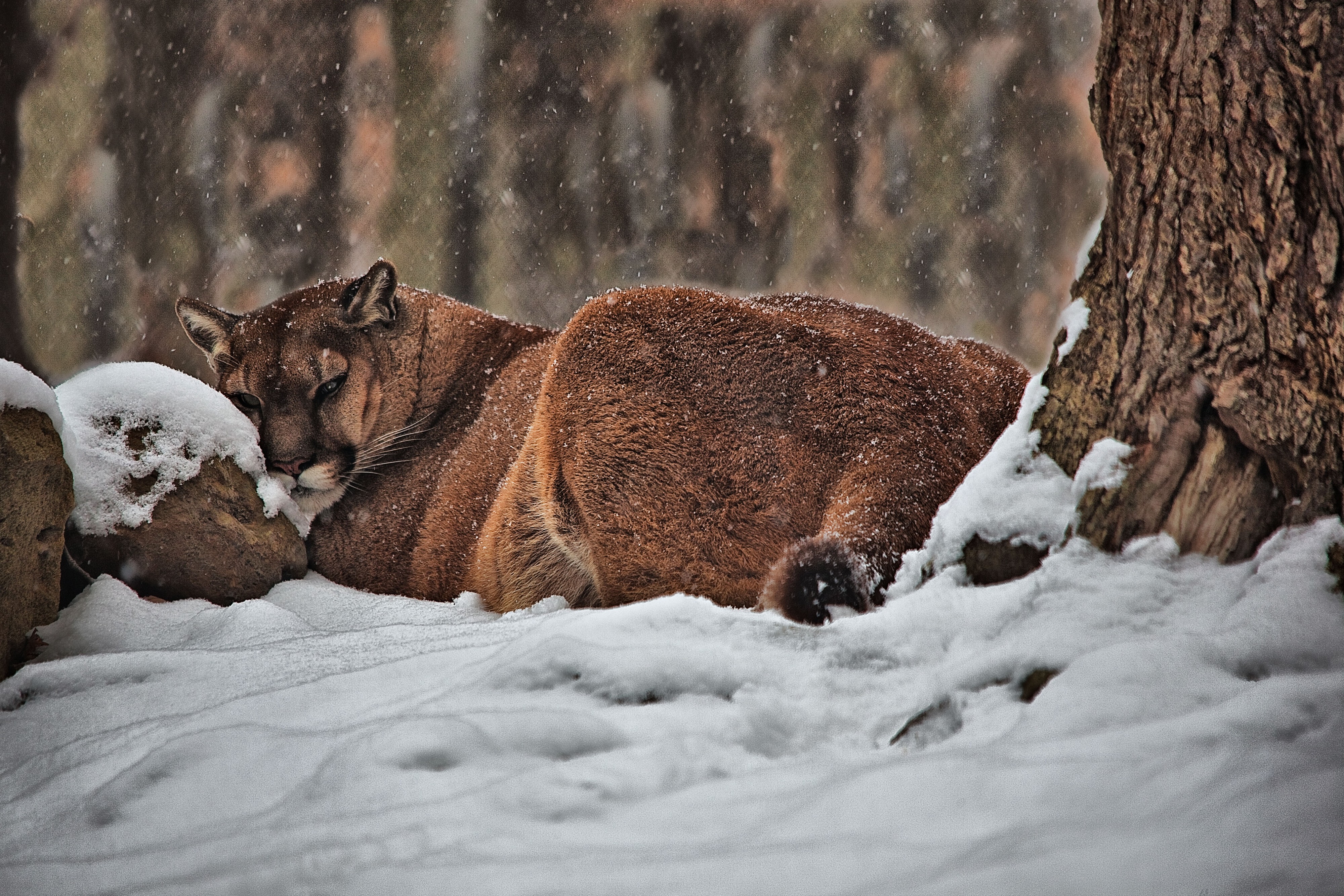 Mountain-cougar-snow-falling - Virginia - ForestWander
