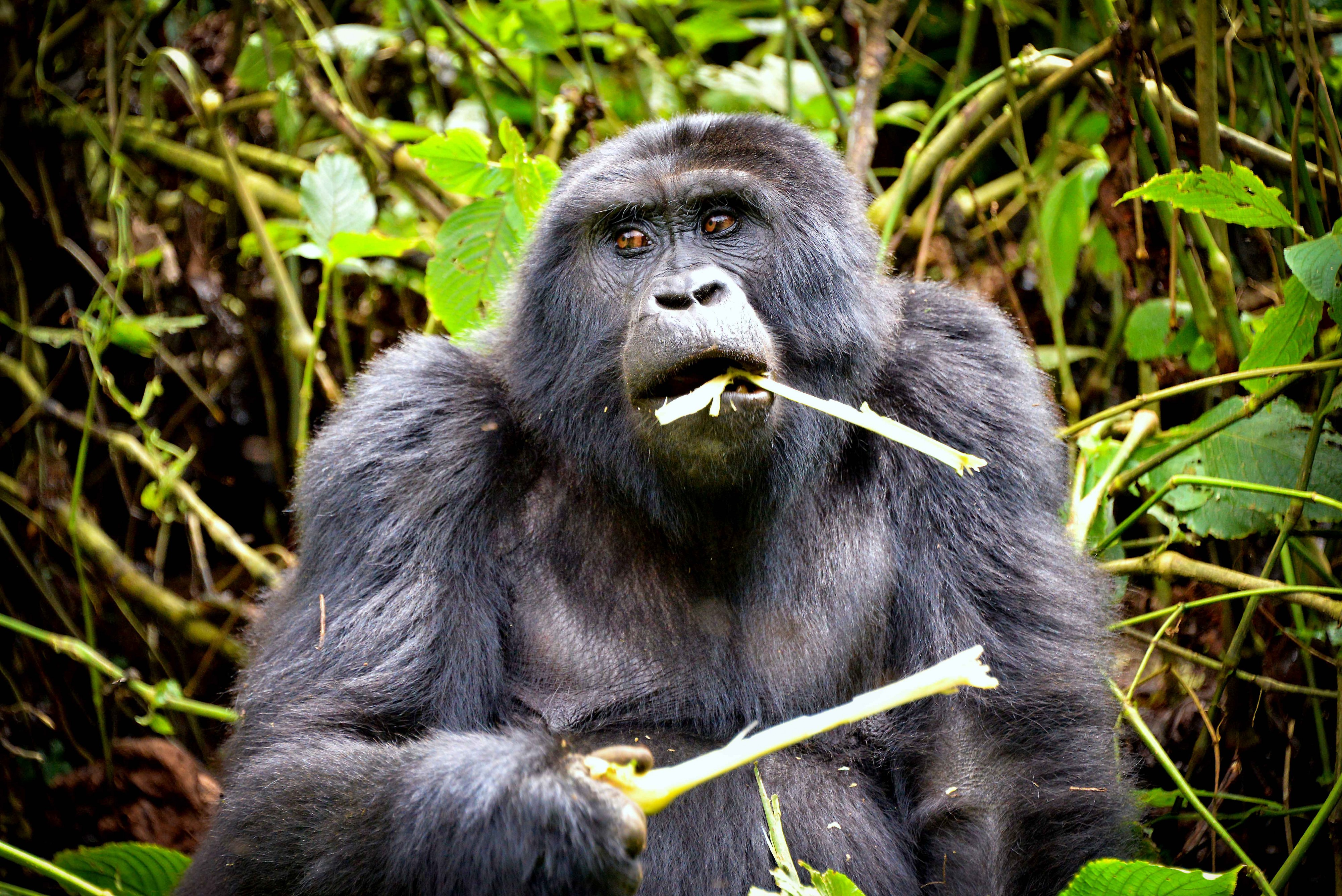 Mountain Gorilla, Bwindi (24490249134)