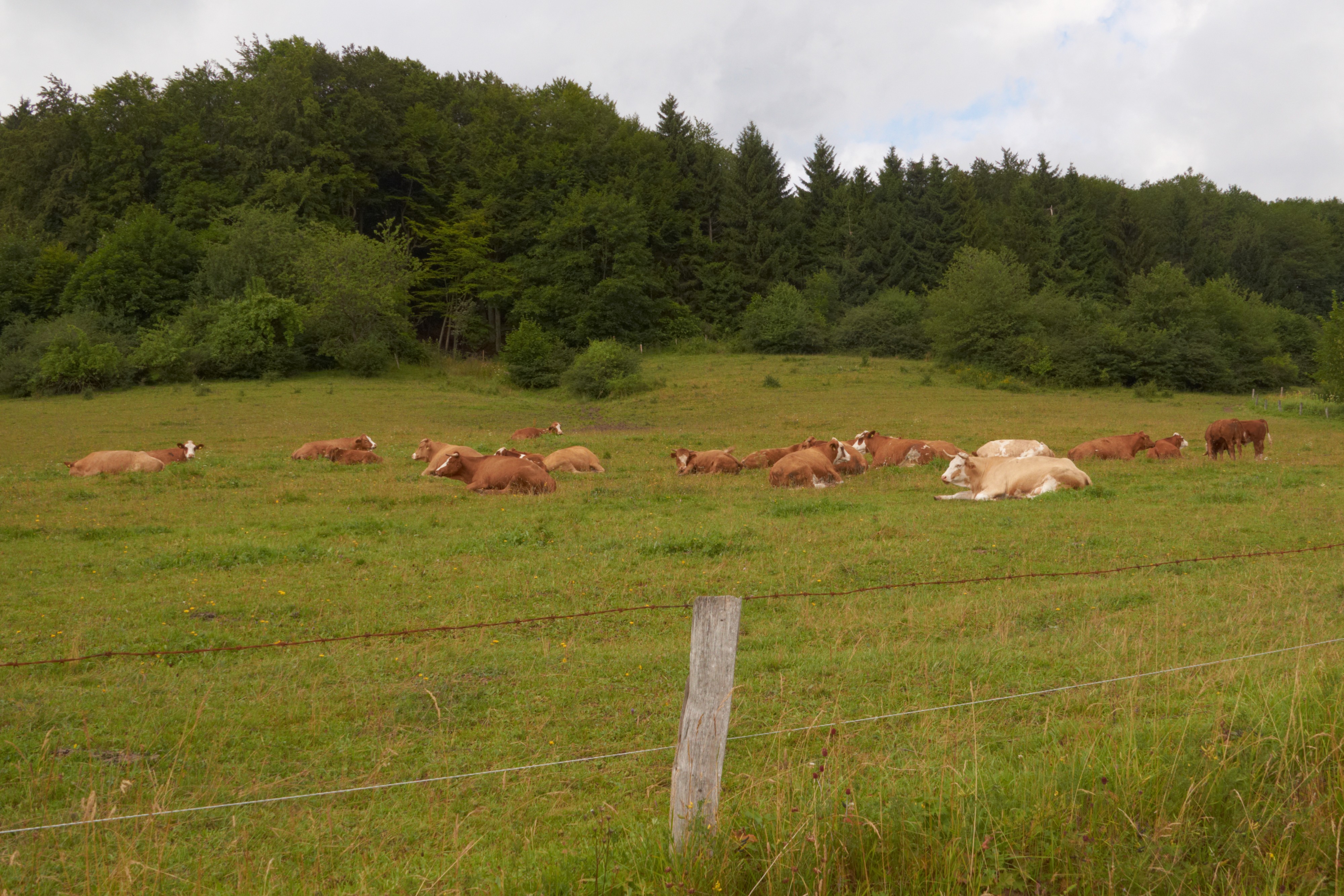 Mutterkuhherde in der Rhön