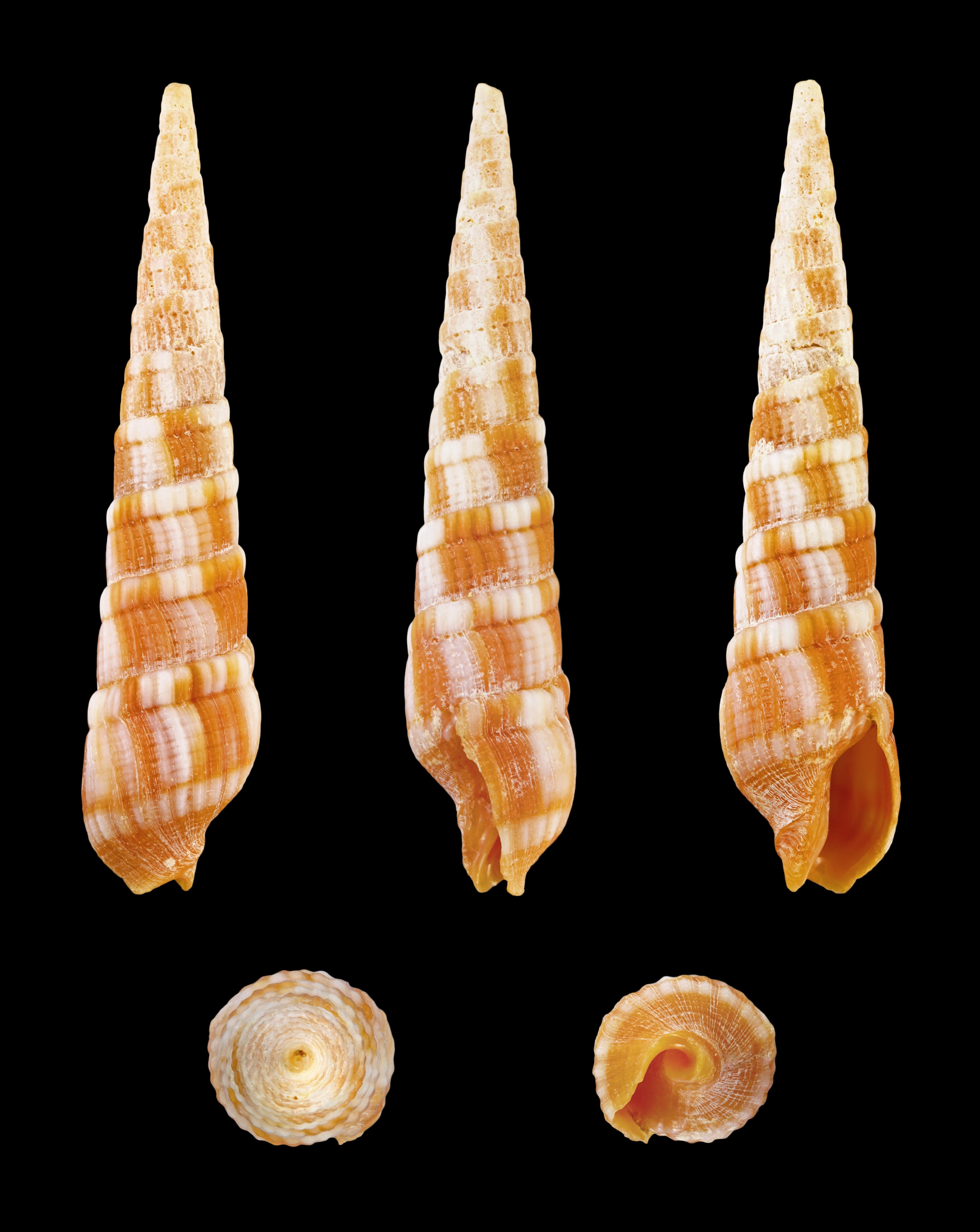 Myurella nebulosa 01