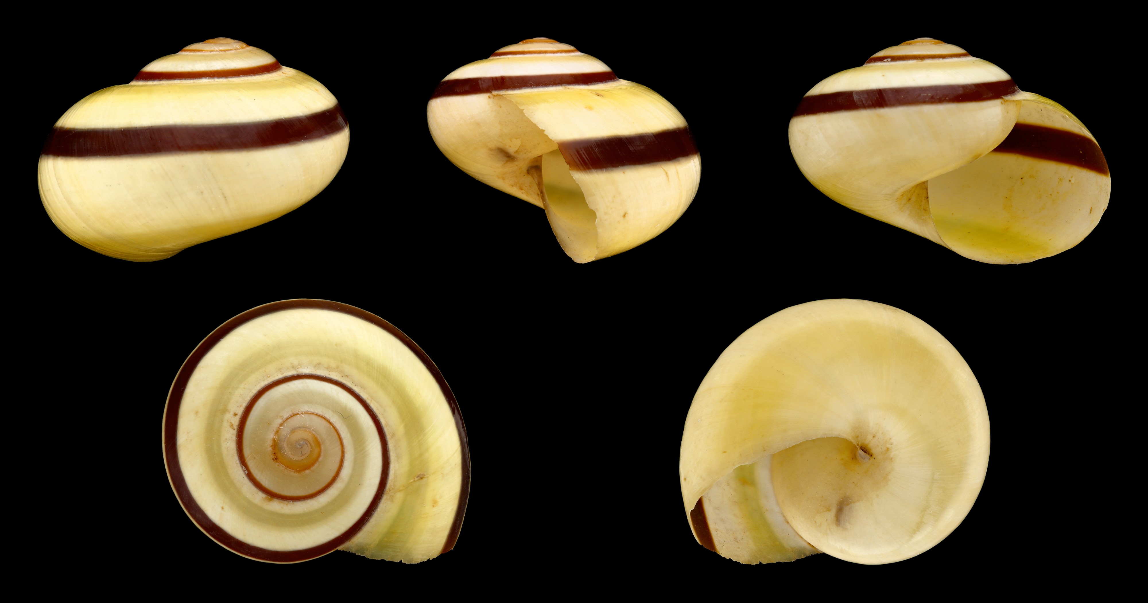 Naninia citrina 01