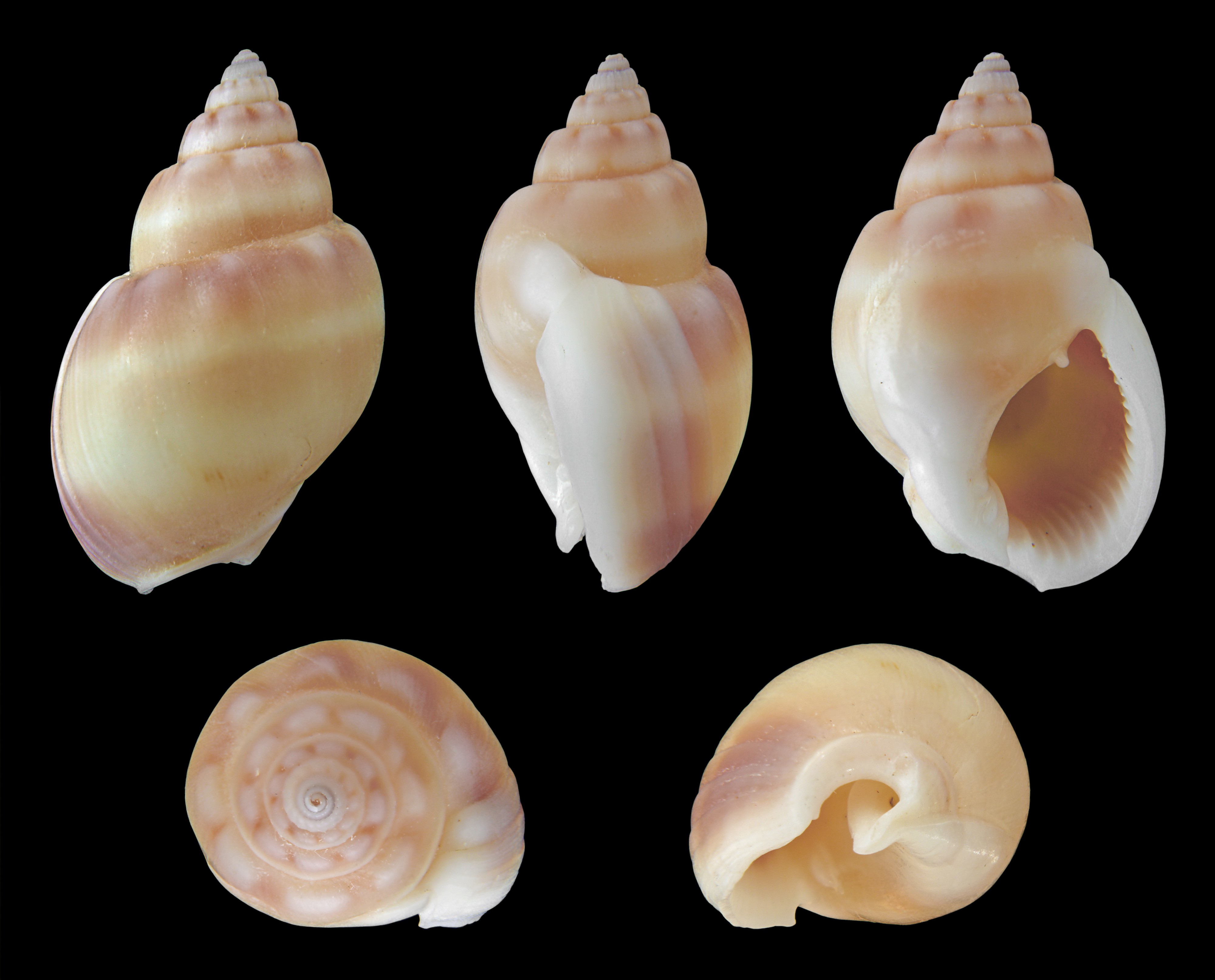 Nassarius coronatus 01