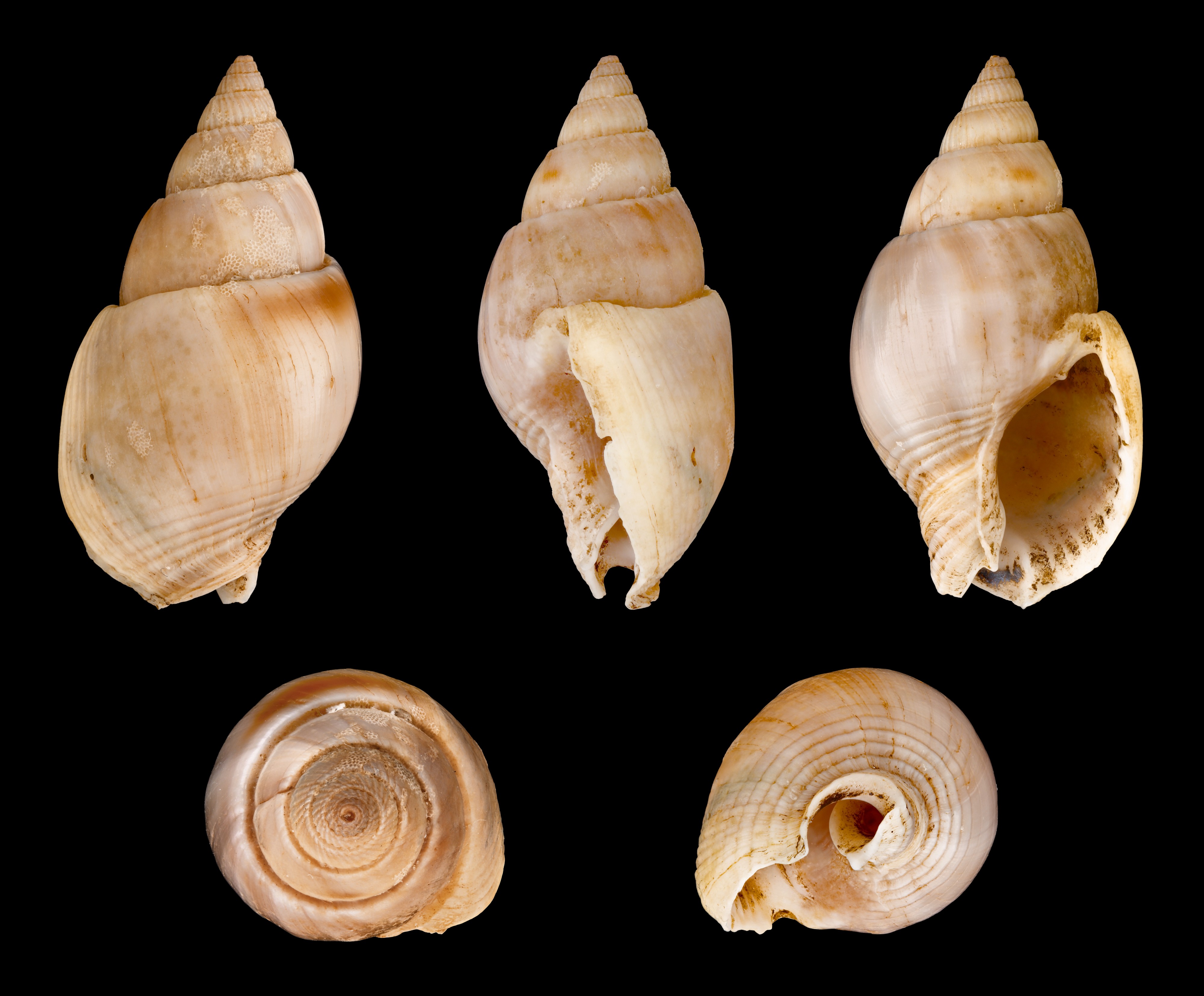Nassarius dorsatus 01
