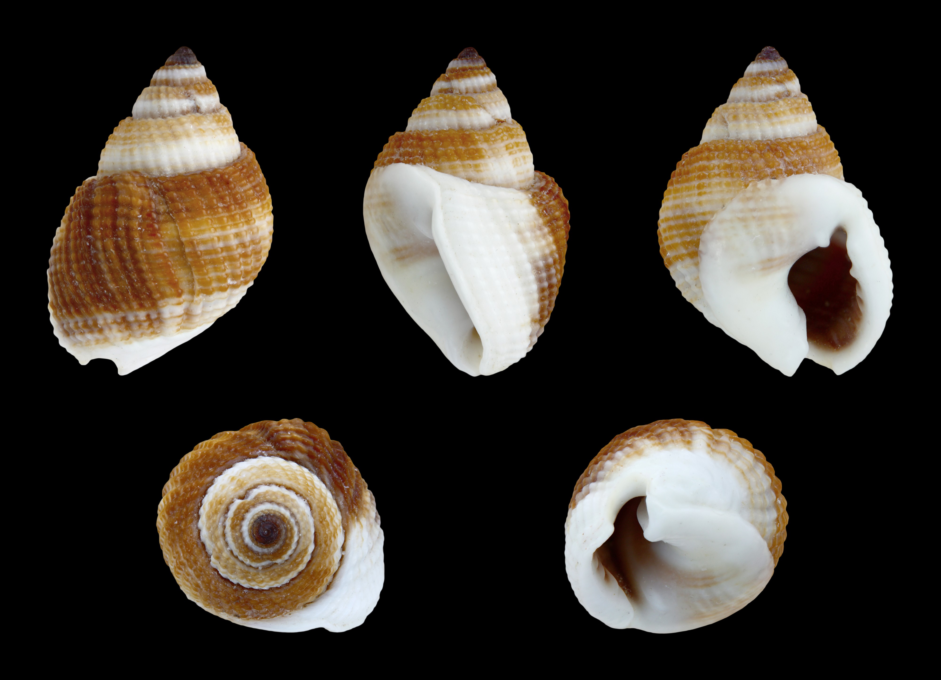 Nassarius elegantissimus 01