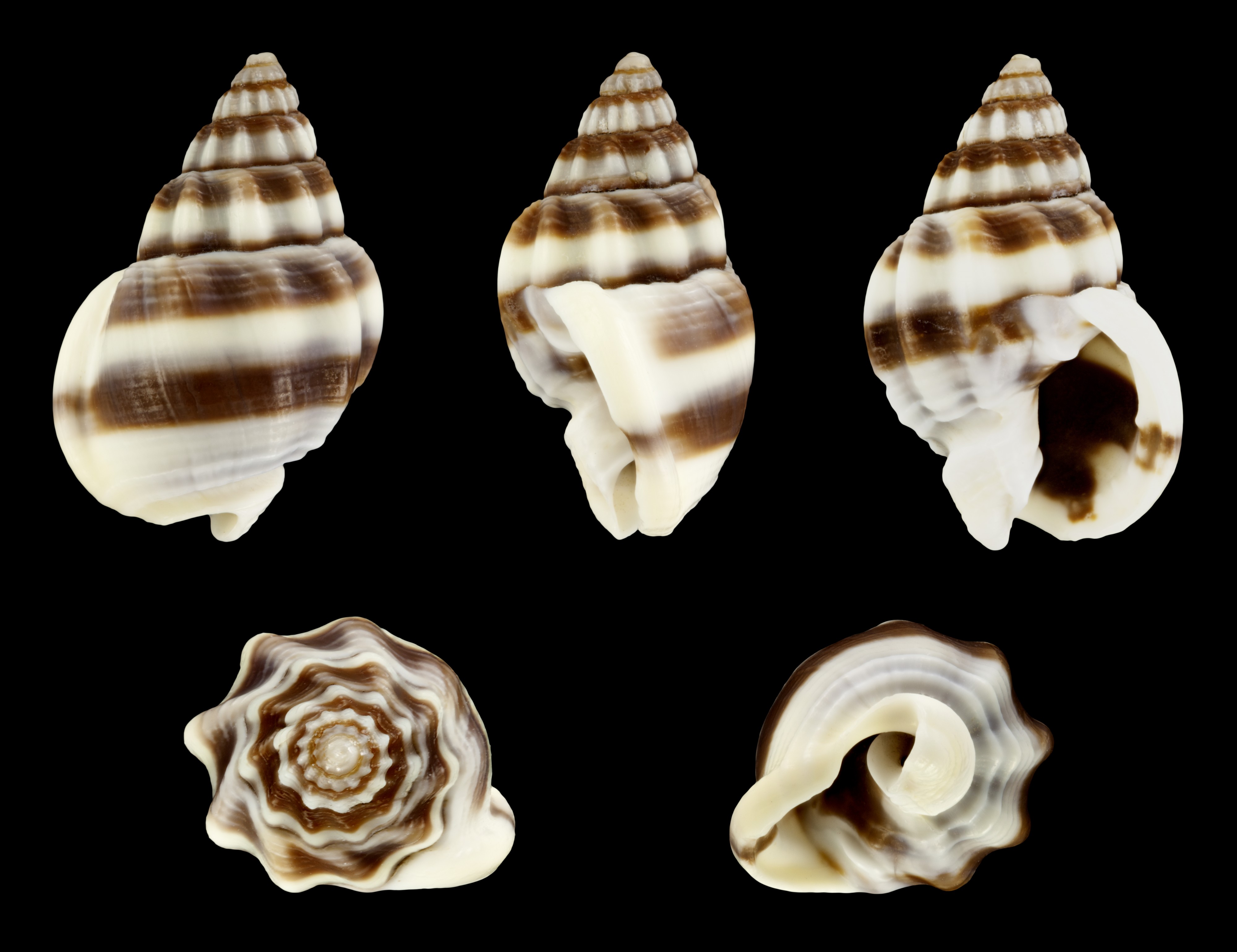Nassarius jacksonianus 01